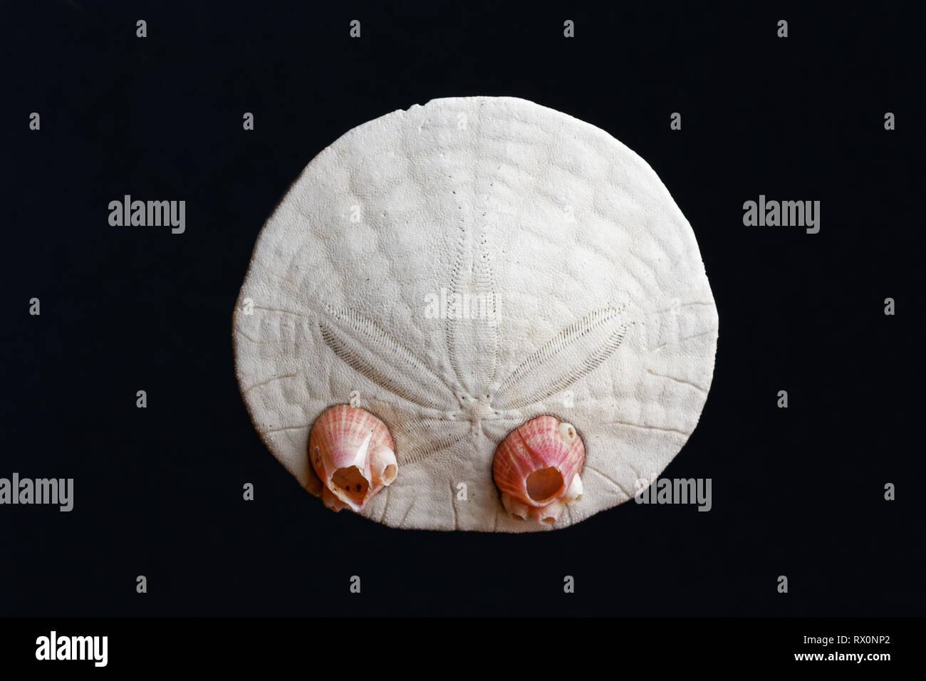 Foto: 43,503.04068 - Nahaufnahme eines Toten und gereinigt Exzentrische Sand Dollar (Dendraster ecentricus) und 2 Dall's Acorn barnacles schwarzer Hintergrund Stockfoto