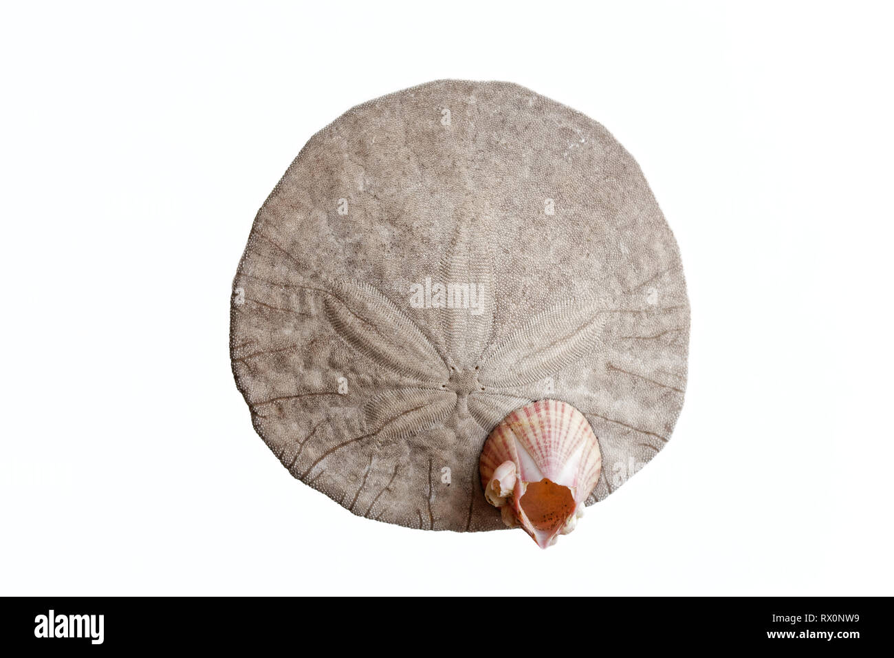 Foto: 43,503.04078 - Nahaufnahme eines Toten und gereinigt Exzentrische Sand Dollar (Dendraster Dendrasteridae ecentricus, Familie, Seeigel klasse Echinoidea Stockfoto