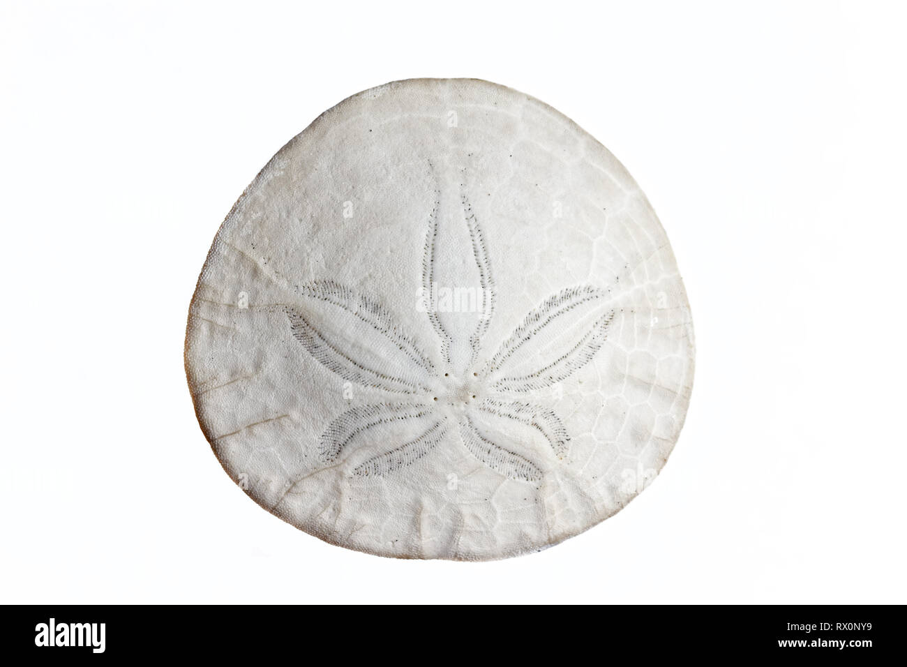 43,503.04133 - Closeup Runde exzentrische Sand dollar Dendraster ecentricus weißen Hintergrund. Stockfoto