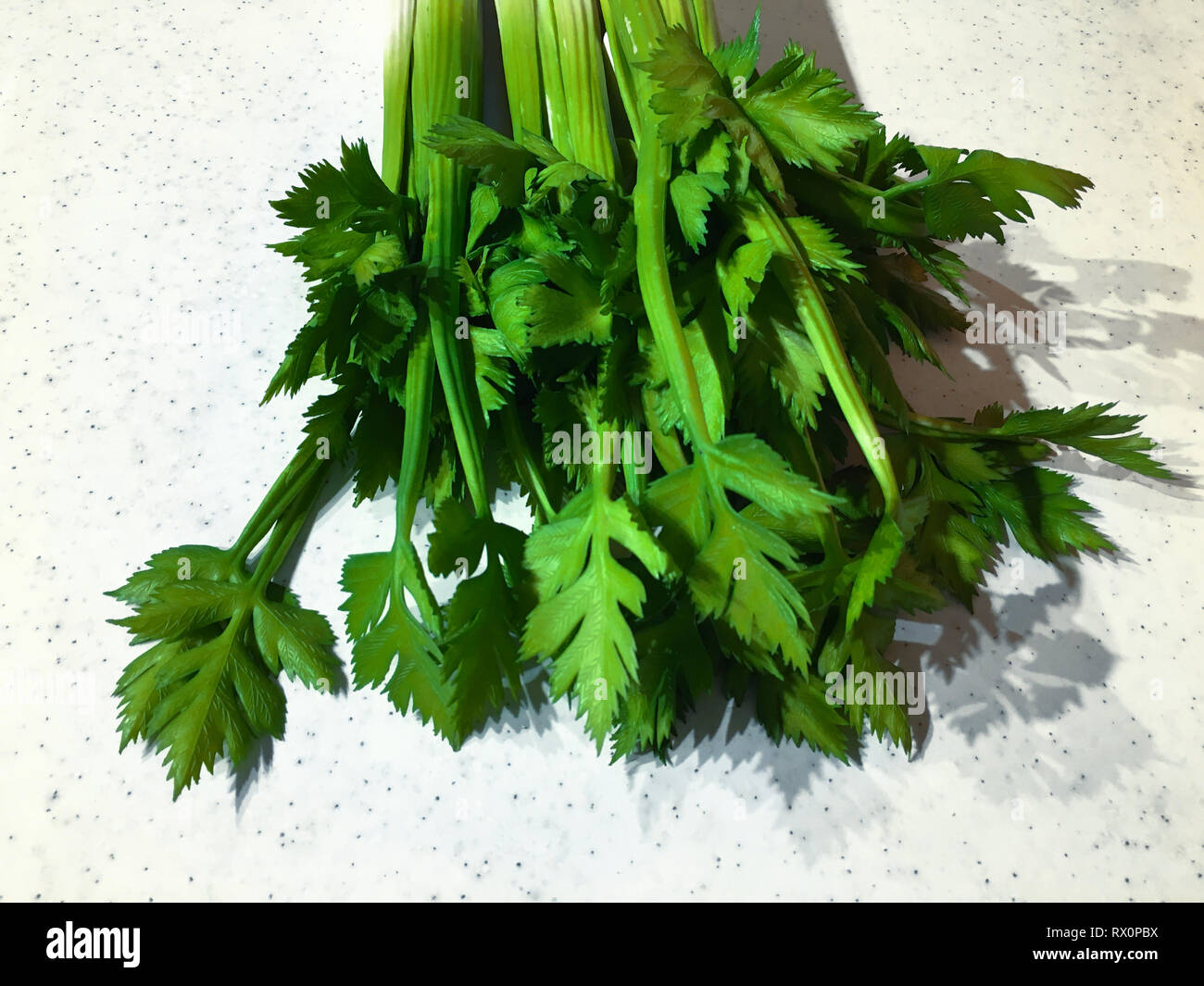 Sellerie closeup über schwarzen Hintergrund. Blätter und Stängel von frischem organischen grünen Sellerie hautnah. Gesunde Ernährung, vegetarische Gerichte, Diät, Diät-Konzept Stockfoto