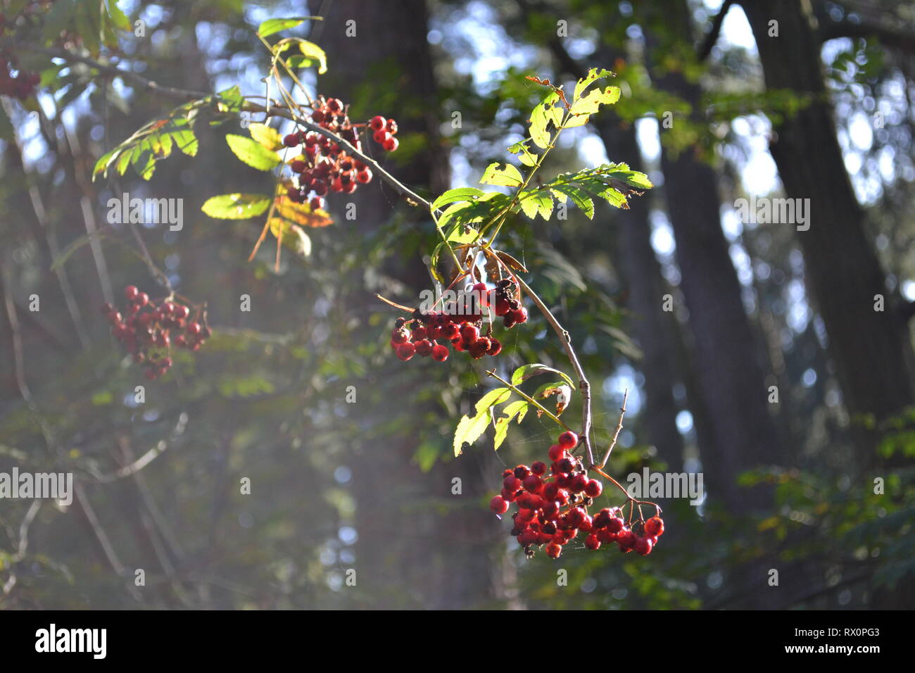 Herbst Wald Stockfoto