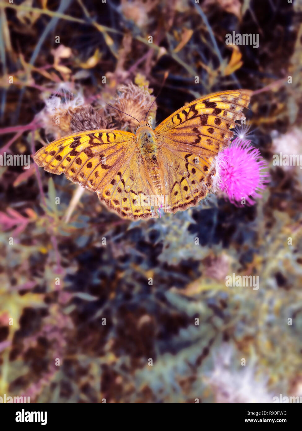 Closeup Keizersmantel braune Schmetterling mit Blume Hintergrund Stockfoto