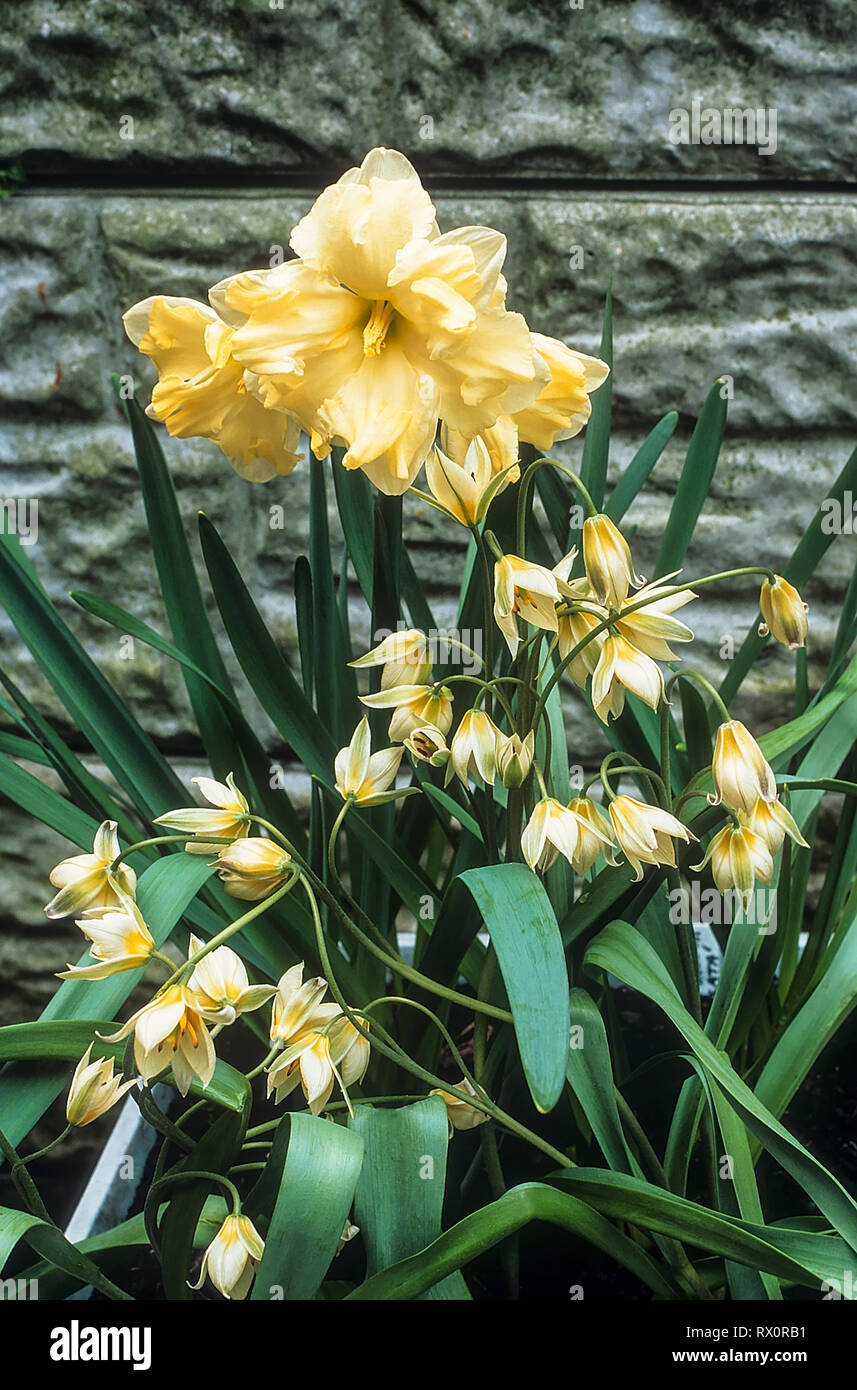 Tulipa Turkestanica mit Narzisse Cassata hinter Ihnen gegen eine Wand. Stockfoto