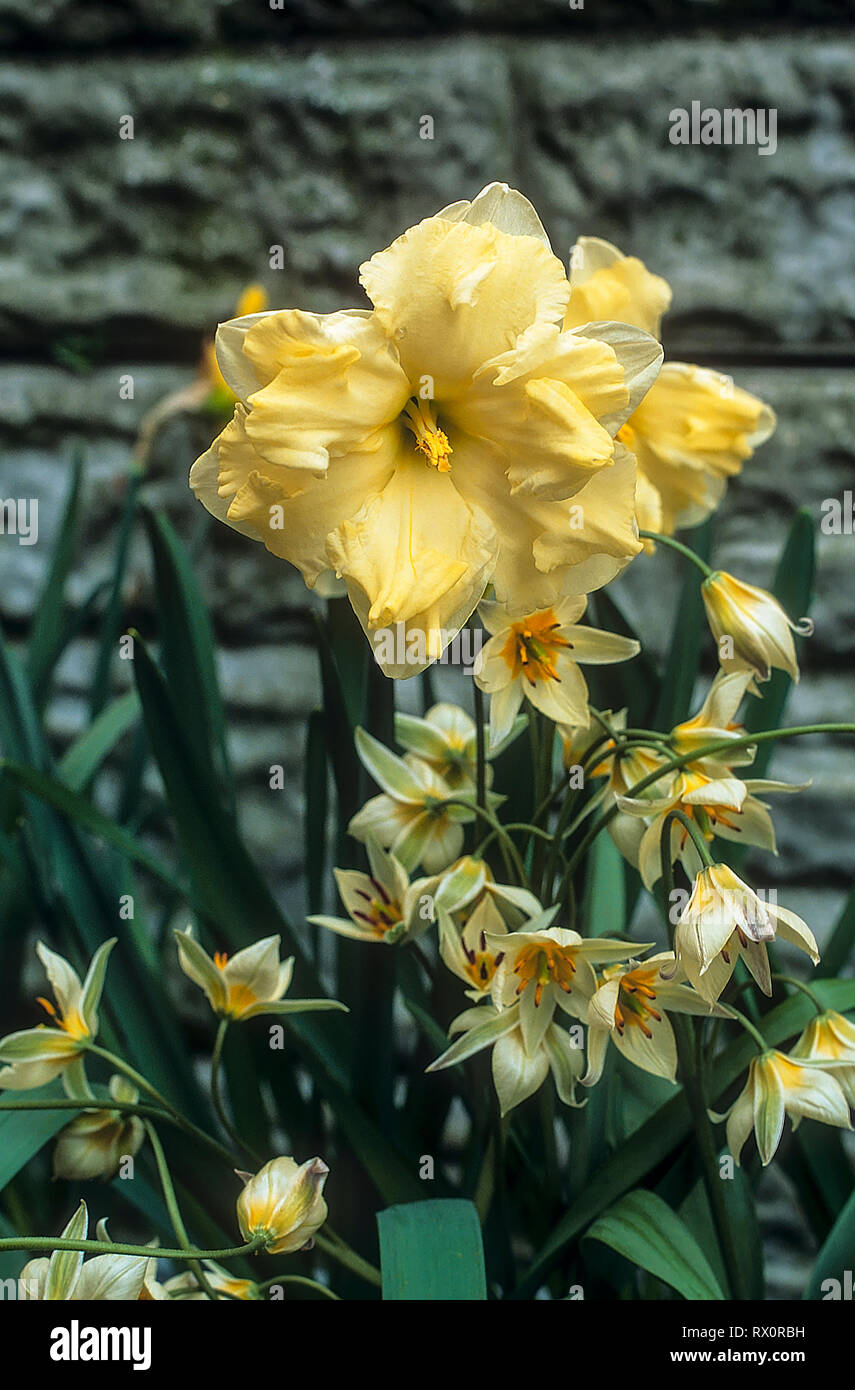 Tulipa Turkestanica mit Narzisse Cassata hinter Ihnen gegen eine Wand. Stockfoto