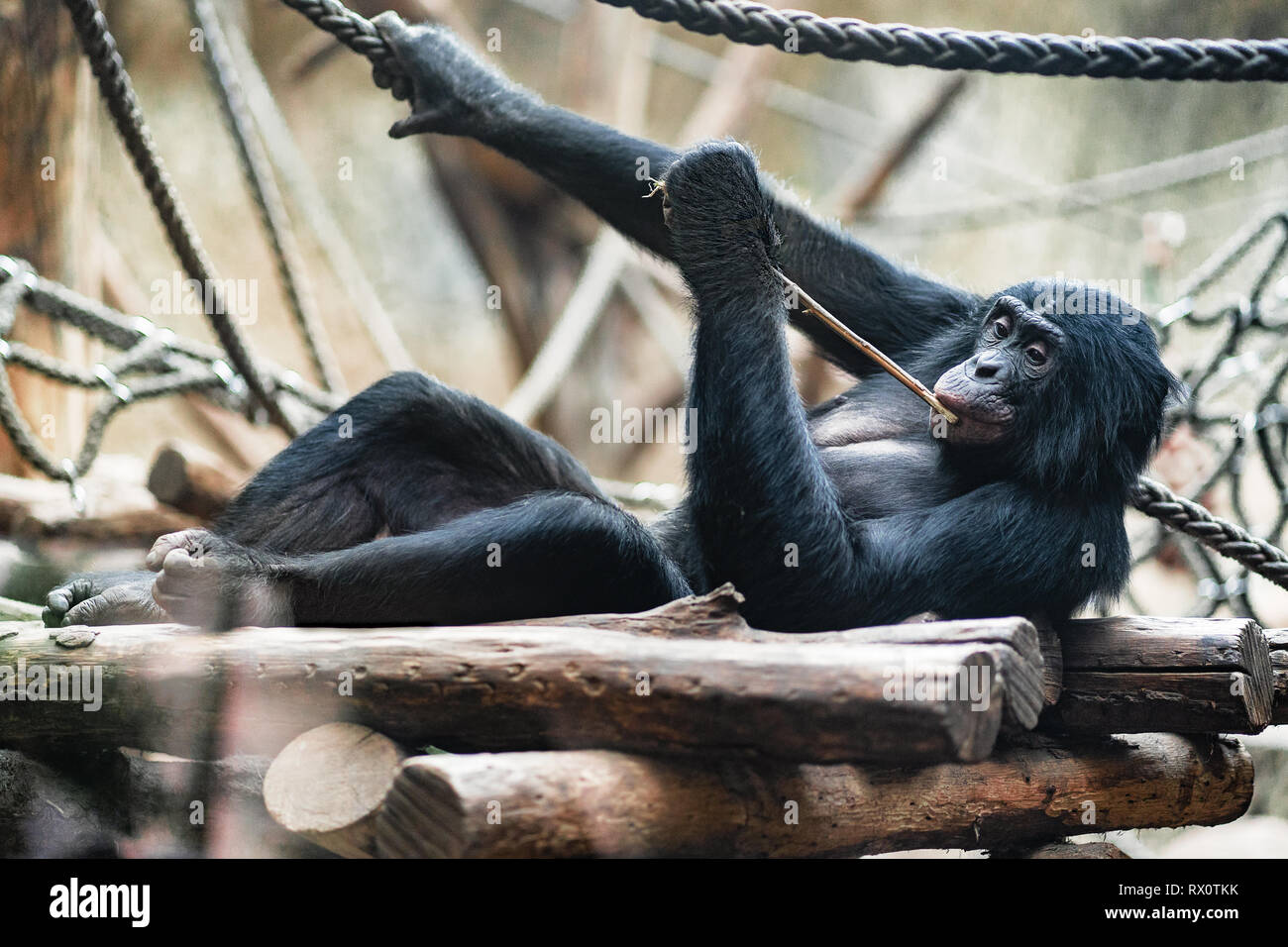 Bonobo monkey entspannen mit einem Stick Stockfoto