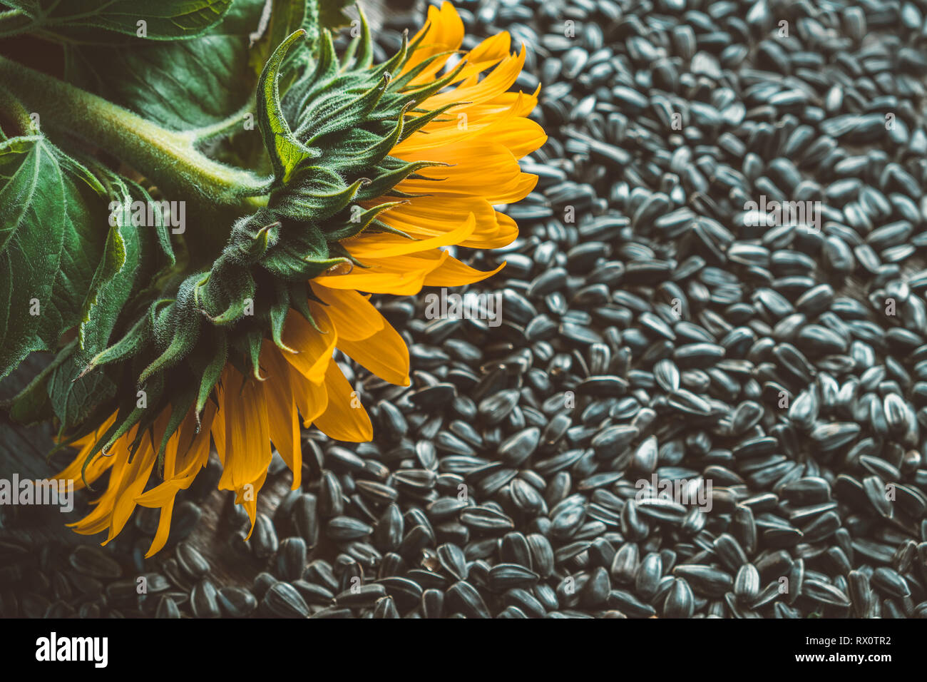 Gelbe Sonnenblumen und Sonnenblumenkerne Hintergrund. Stockfoto