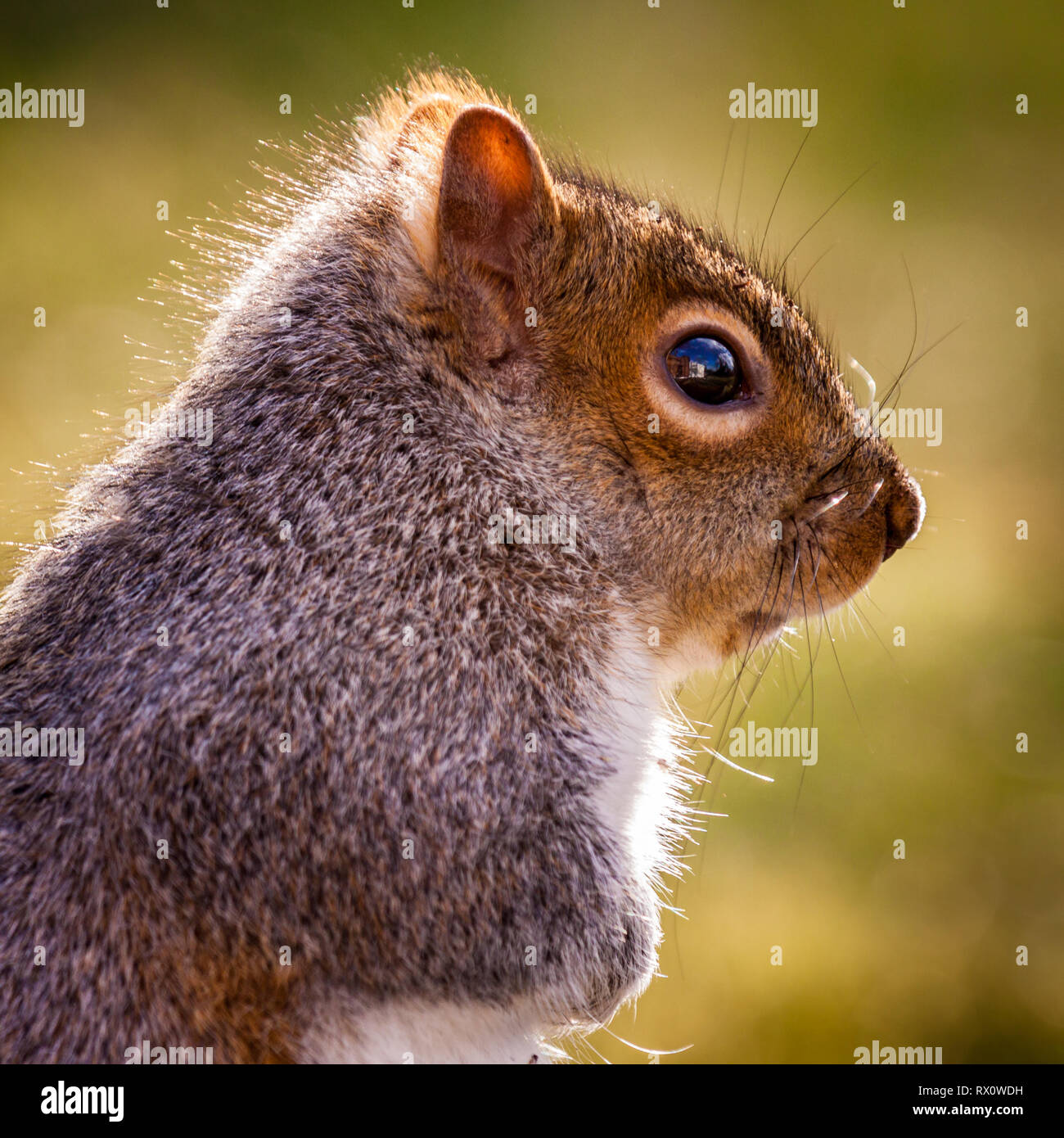 Porträt eines Östlichen graue Eichhörnchen Stockfoto