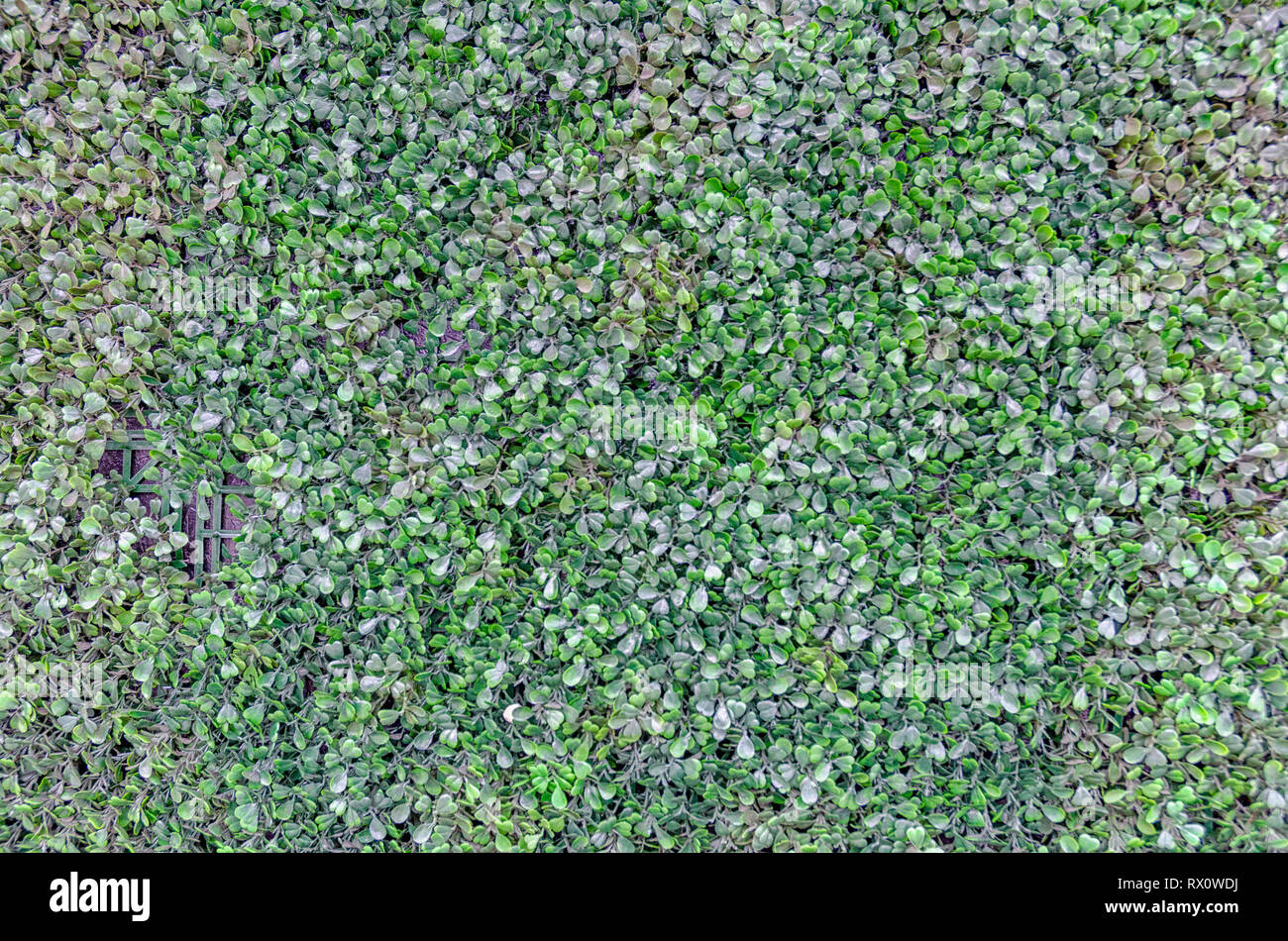 Außenwand mit Kunststoff, grüne Blätter. Stockfoto