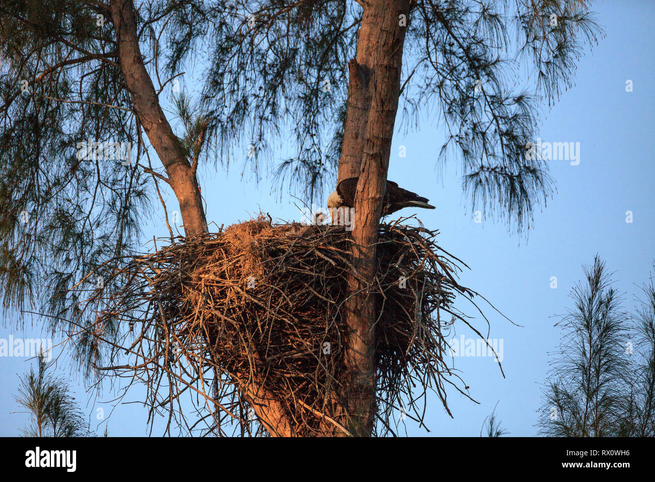 Weißkopfseeadler Haliaeetus leucocephalus speist die eaglets in ihrem Nest von Küken auf Marco Island, Florida im Winter. Stockfoto