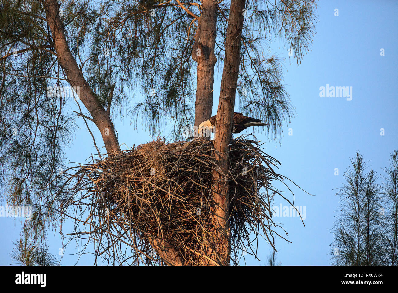 Weißkopfseeadler Haliaeetus leucocephalus speist die eaglets in ihrem Nest von Küken auf Marco Island, Florida im Winter. Stockfoto