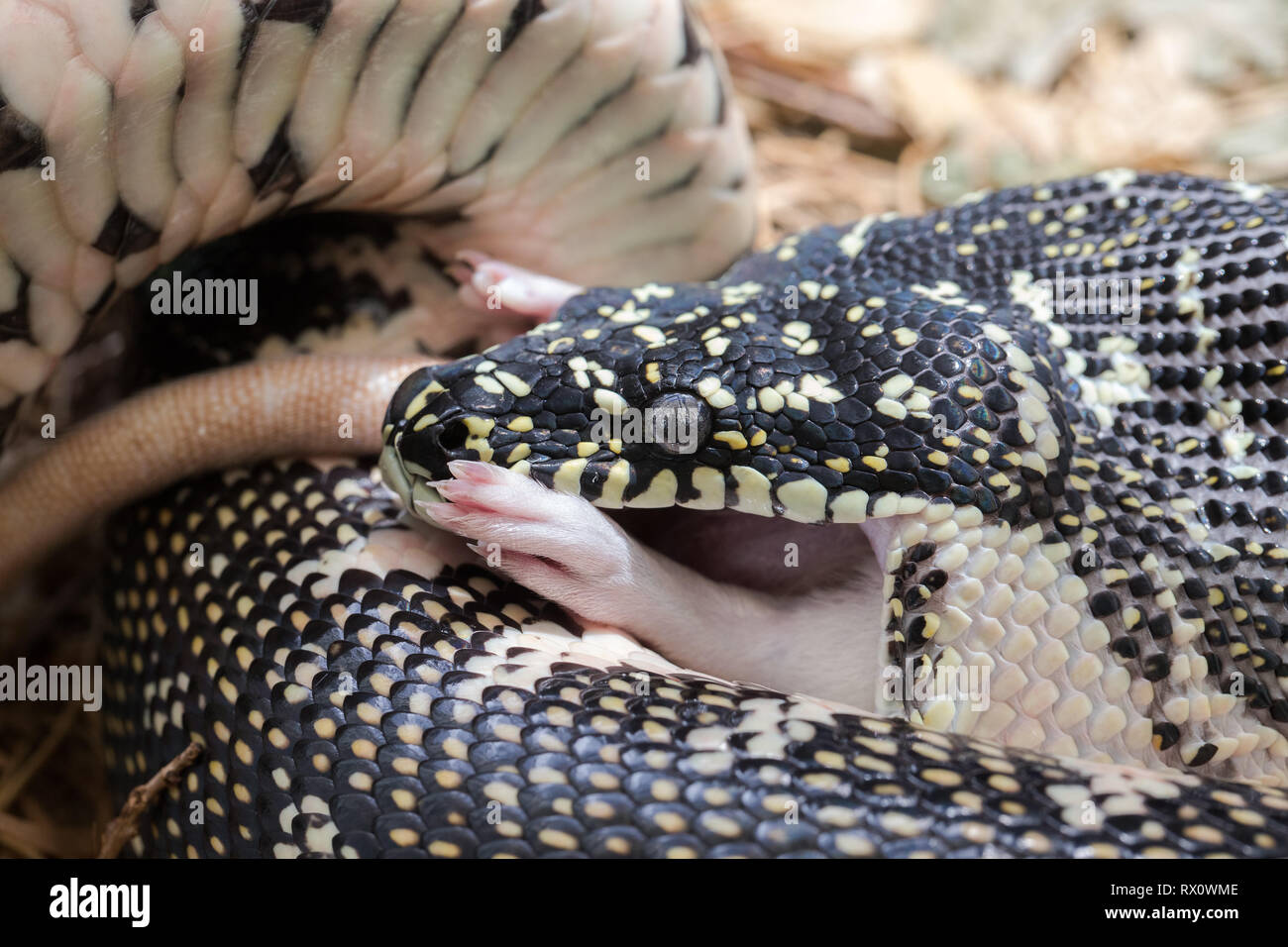 Diamant-Python Stockfoto
