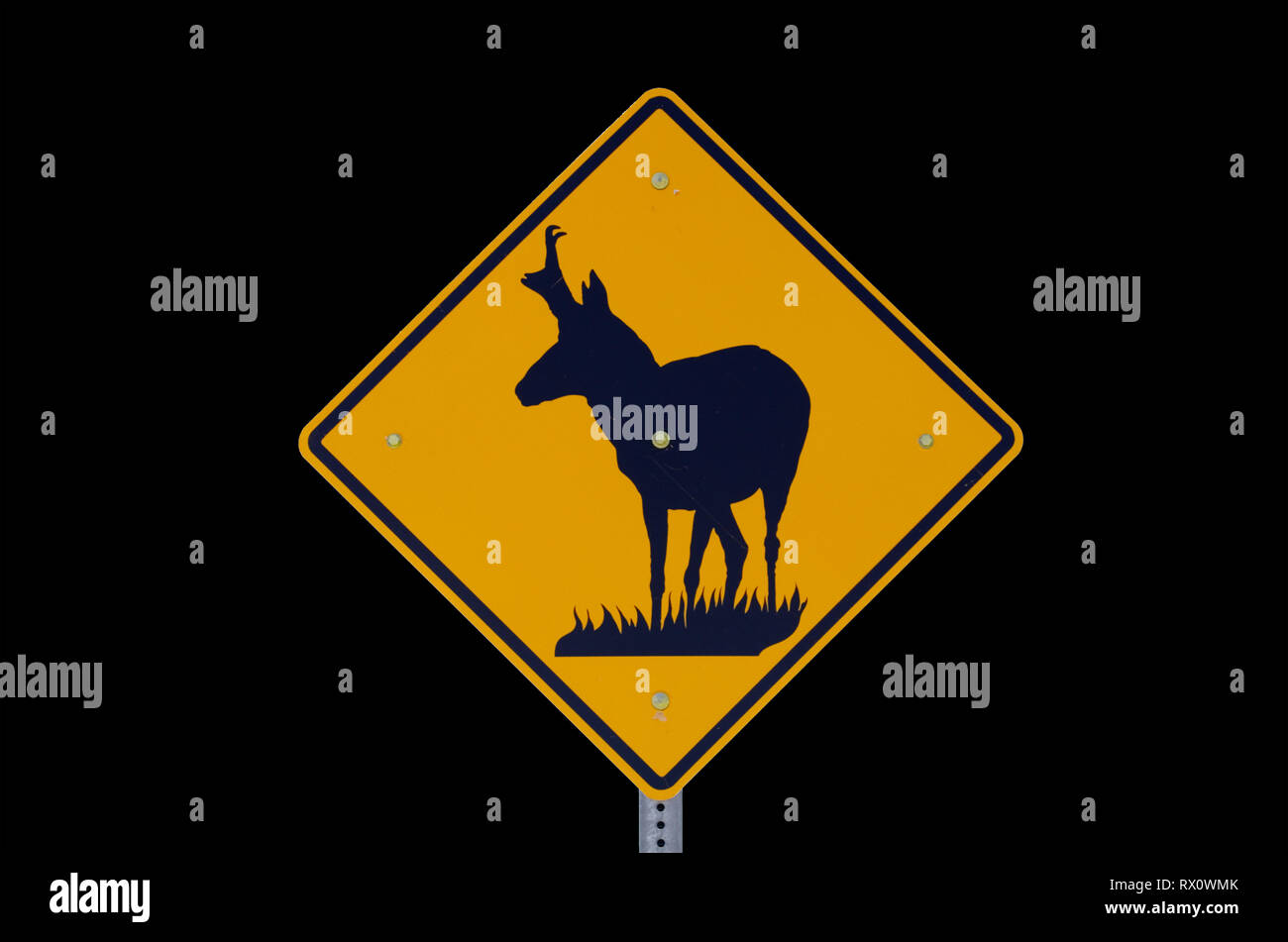 Schild Warnung vor pronghorn Antilope Überqueren der Straße mit schwarzem Hintergrund Stockfoto