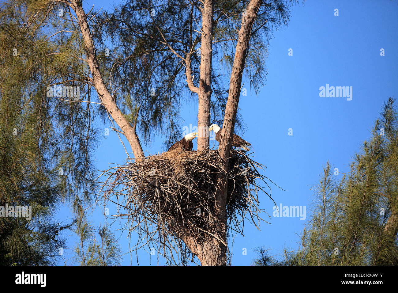 Familie mit zwei weißkopfseeadler Haliaeetus leucocephalus Eltern mit ihrem Nest von Küken auf Marco Island, Florida im Winter. Stockfoto