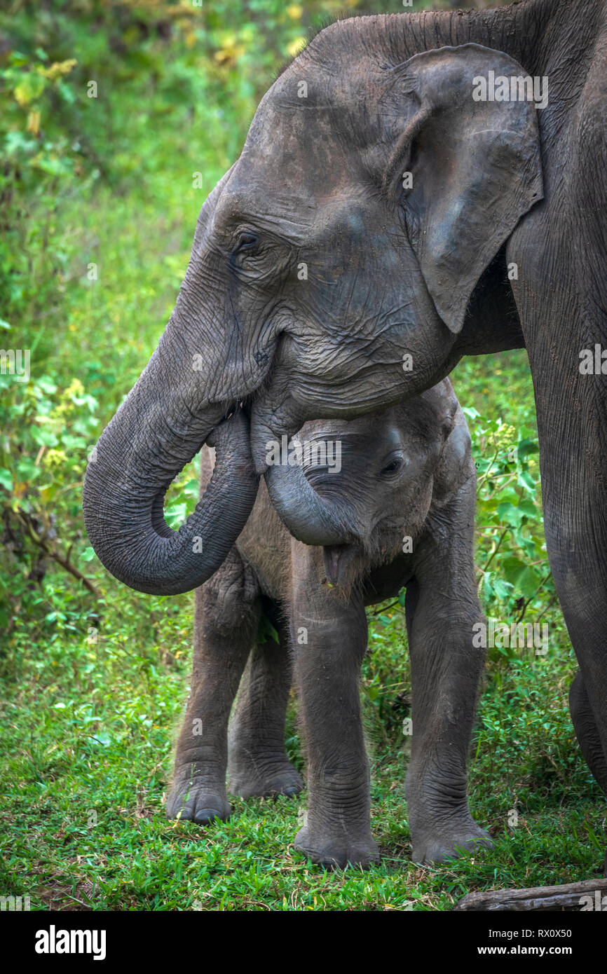 Tief im Inneren Uda Walawe National Park in der südlichen Provinz von Sri Lanka, ein verspieltes Baby Elefant von einem anderen Mitglied der Herde lernt. Stockfoto