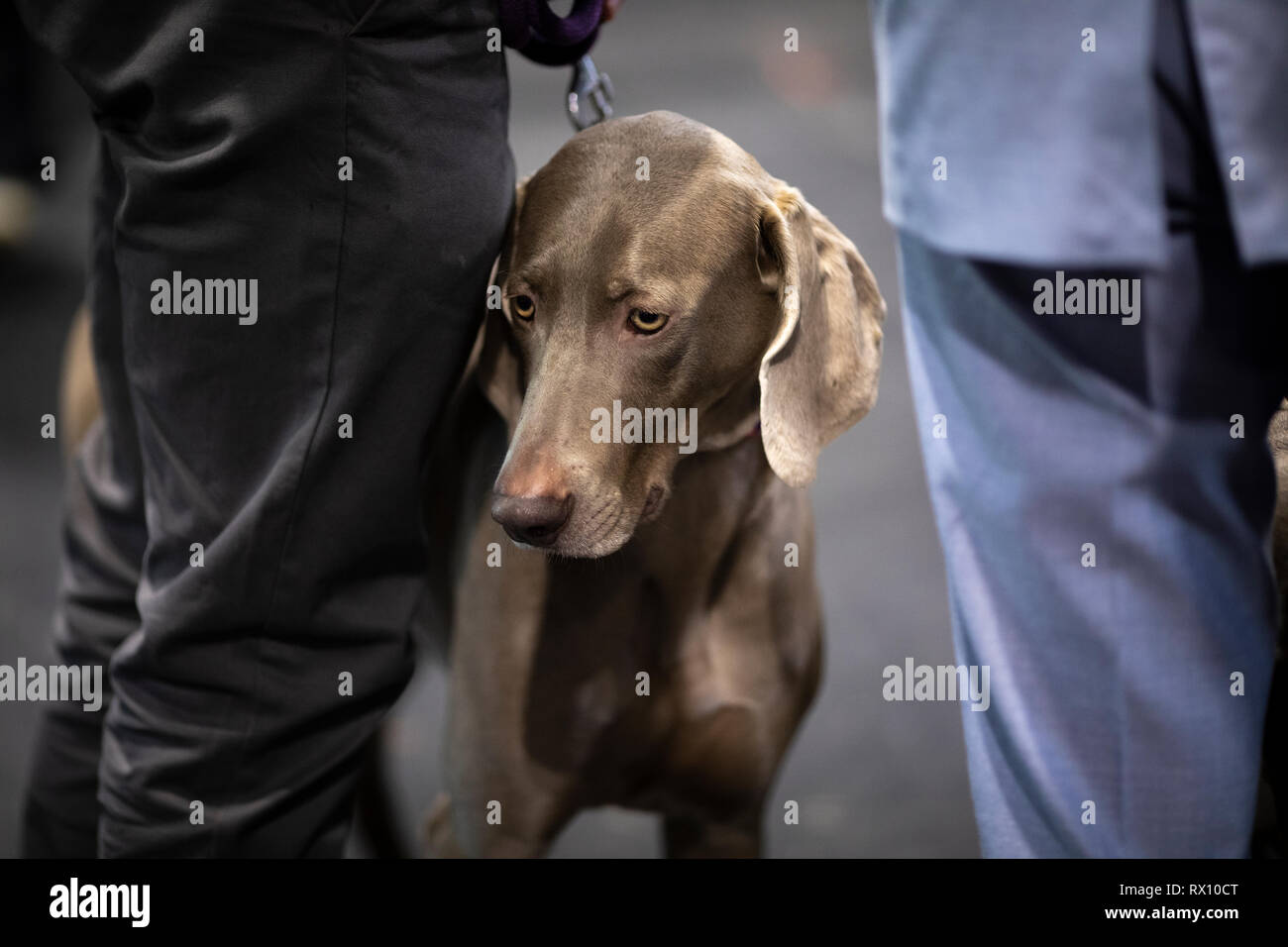 Crufts 2019 Stockfoto