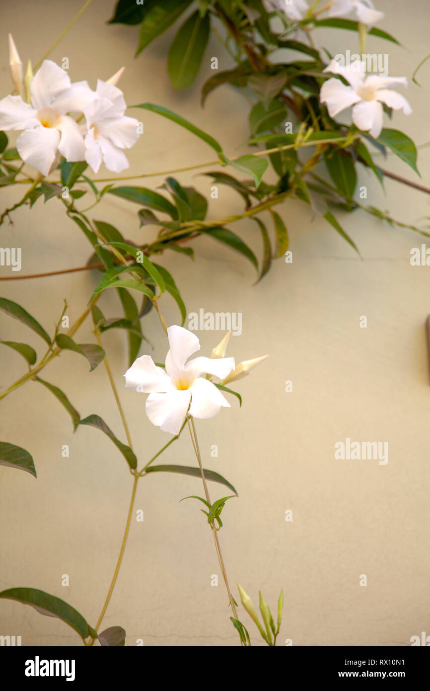 Weiße Rose Dipladenia Rebsorten gegen die Wand Stockfoto