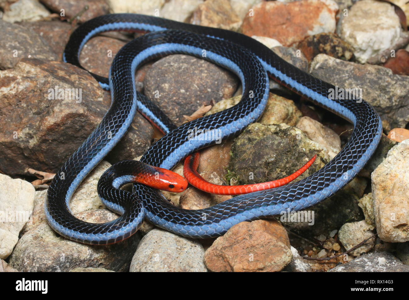 Blaue Korallenschlange Stockfotos Und Bilder Kaufen Alamy