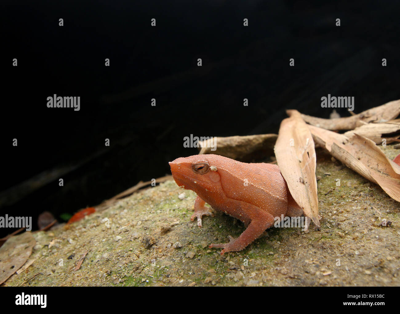 Klebrige Frosch, Kalophrynus pleurostigma Stockfoto