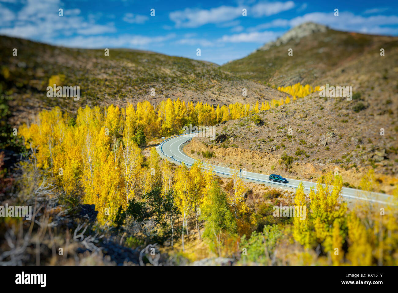 Poplar Grove in einer Schlucht im Herbst. Stockfoto