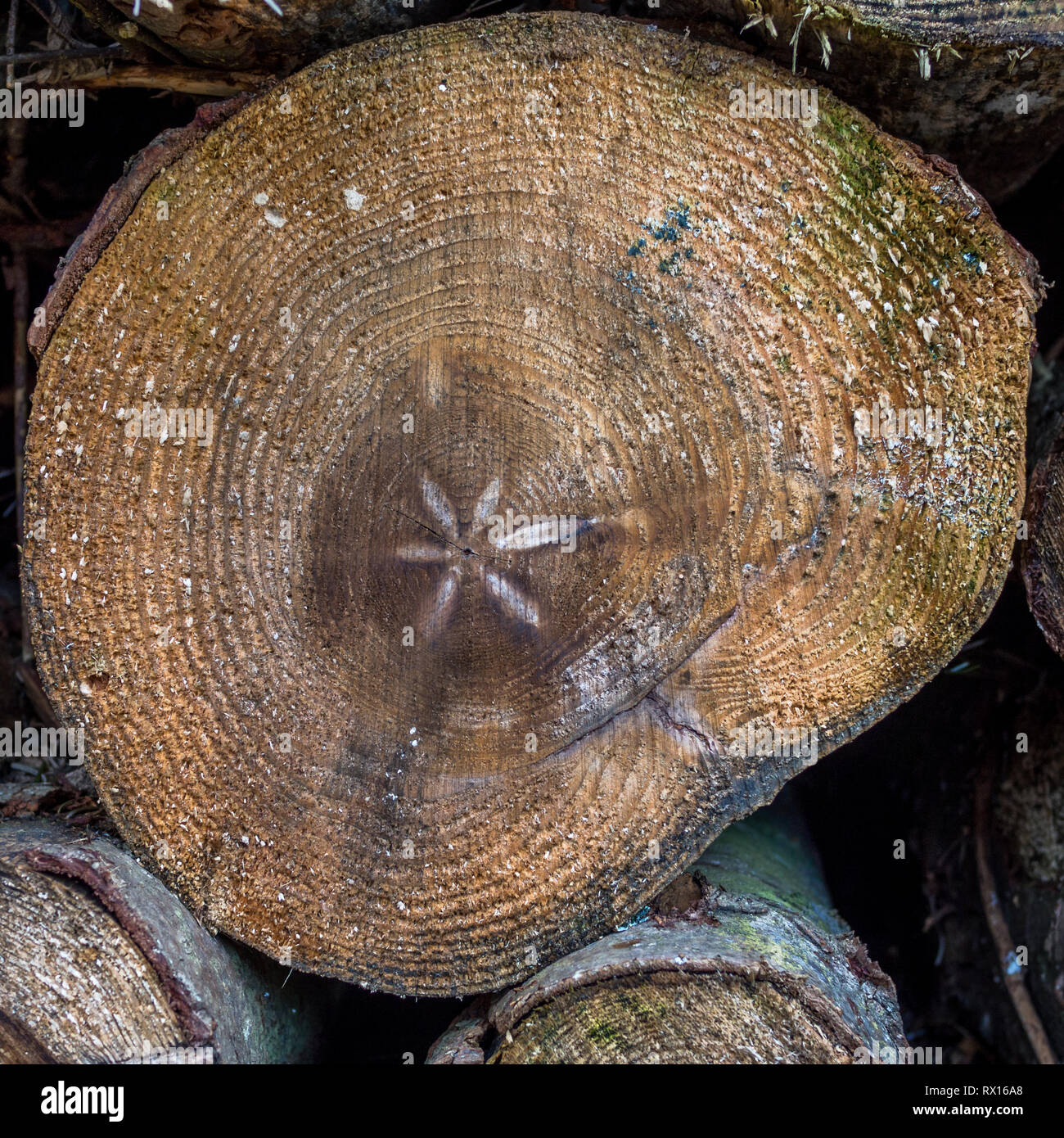 Eine Nahaufnahme Detail makro Gesicht auf der Stapel Stapel schneiden gesägt Abschnitt angemeldet gefällten Baum Bäume Holz Log zeichnet Gewürz für Forstwirtschaft Stockfoto