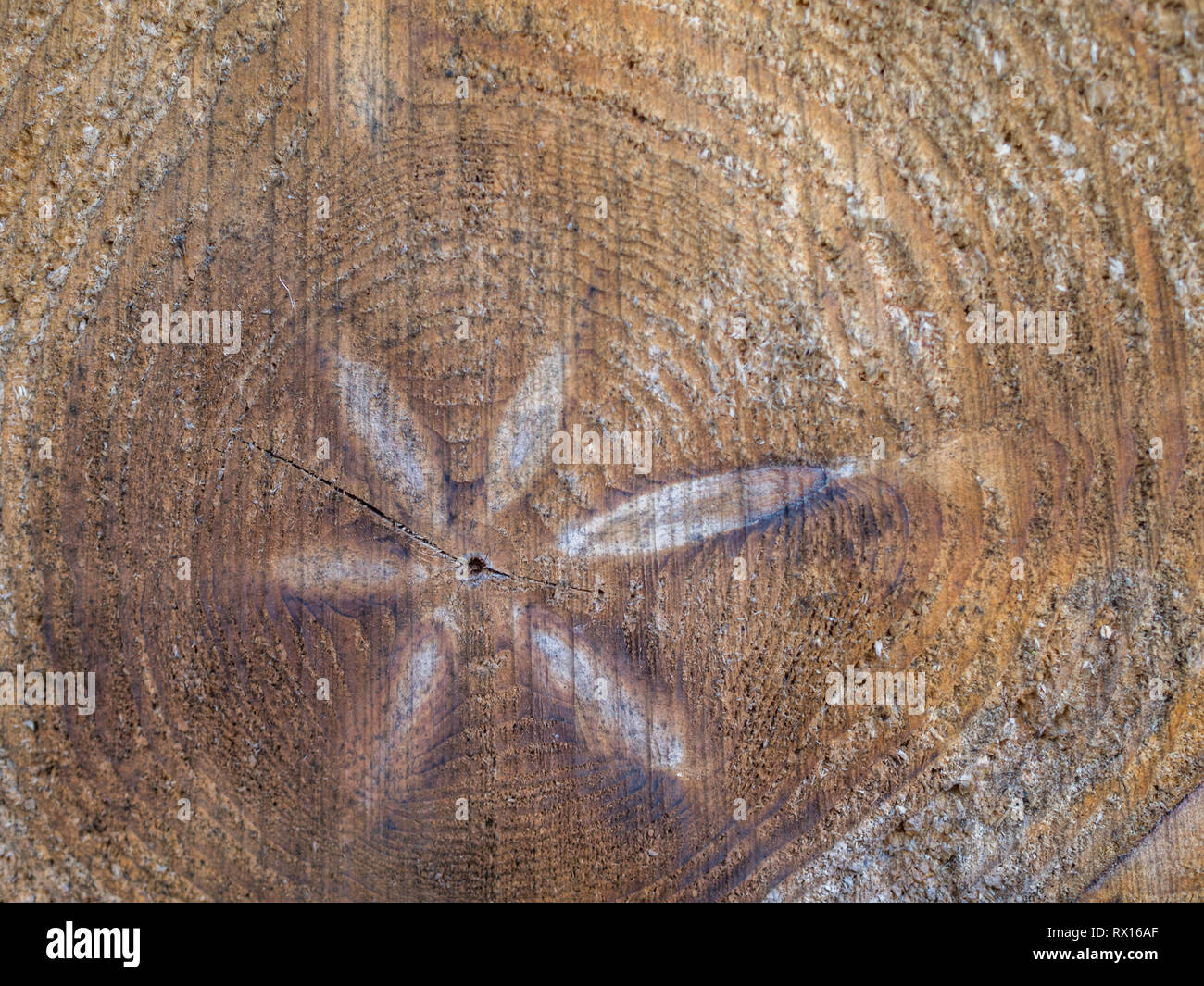 Eine Nahaufnahme Detail makro Gesicht auf der Stapel Stapel schneiden gesägt Abschnitt angemeldet gefällten Baum Bäume Holz Log zeichnet Gewürz für Forstwirtschaft Stockfoto