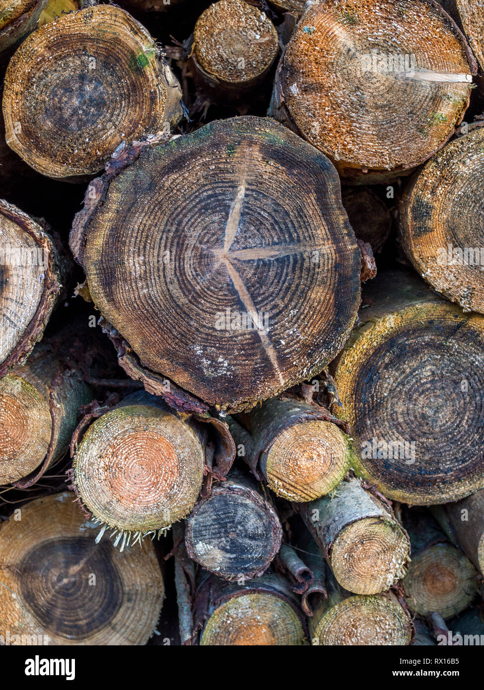 Eine Nahaufnahme Detail makro Gesicht auf der Stapel Stapel schneiden gesägt Abschnitt angemeldet gefällten Baum Bäume Holz Log zeichnet Gewürz für Forstwirtschaft Stockfoto