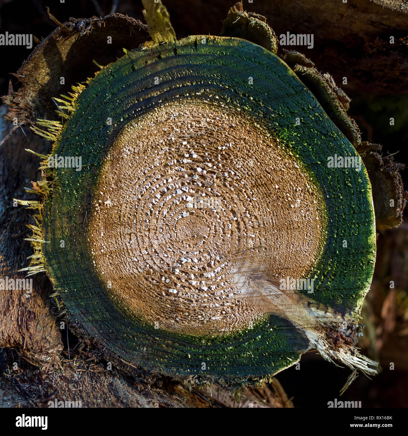 Eine Nahaufnahme Detail makro Gesicht auf der Stapel Stapel schneiden gesägt Abschnitt angemeldet gefällten Baum Bäume Holz Log zeichnet Gewürz für Forstwirtschaft Stockfoto