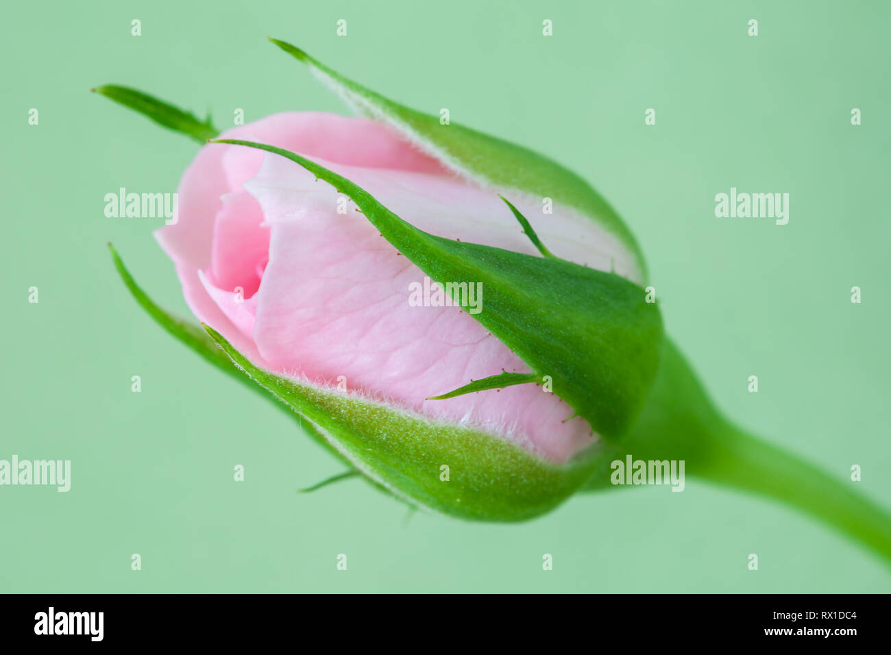 Pink rose bud closeup, selektive konzentrieren. Makro rosebud auf Grün pastell Hintergrund. Stockfoto