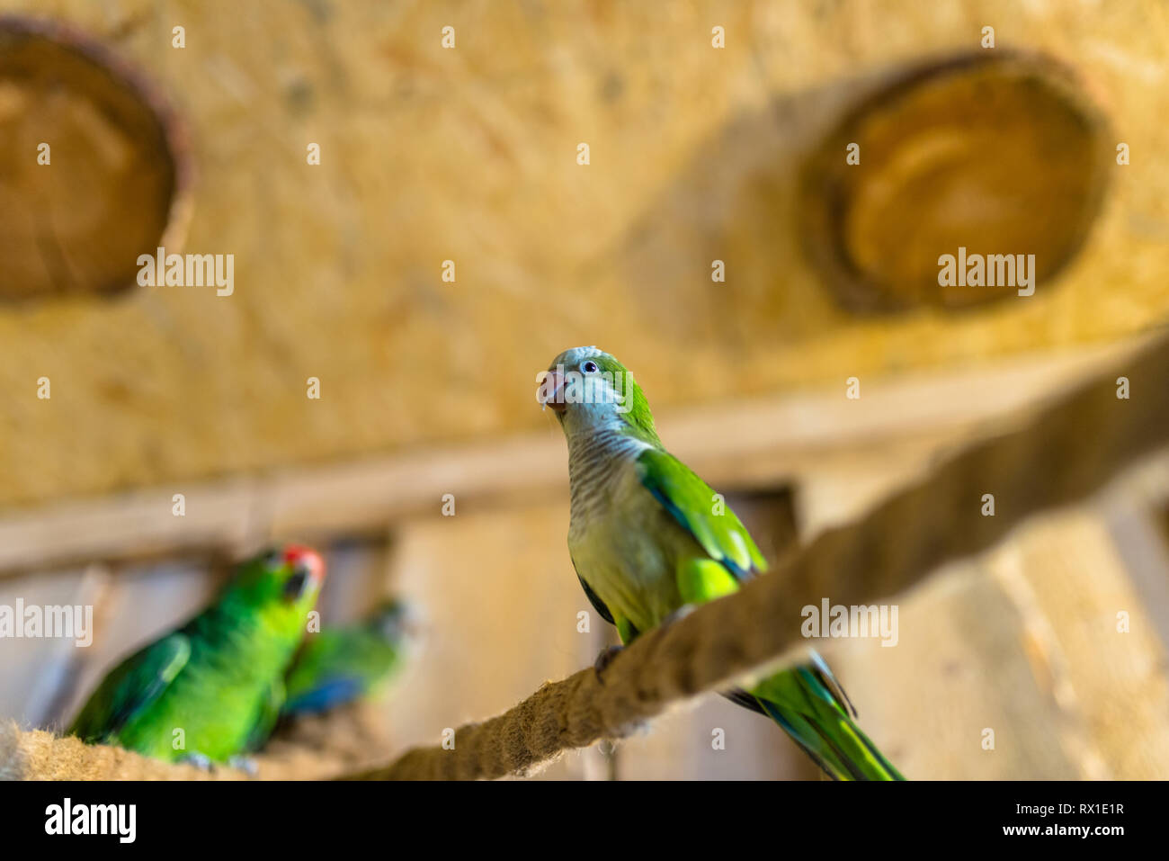 Grüne Papageien sitzen auf einem Seil in einem Vogelpark in Winter. Stockfoto