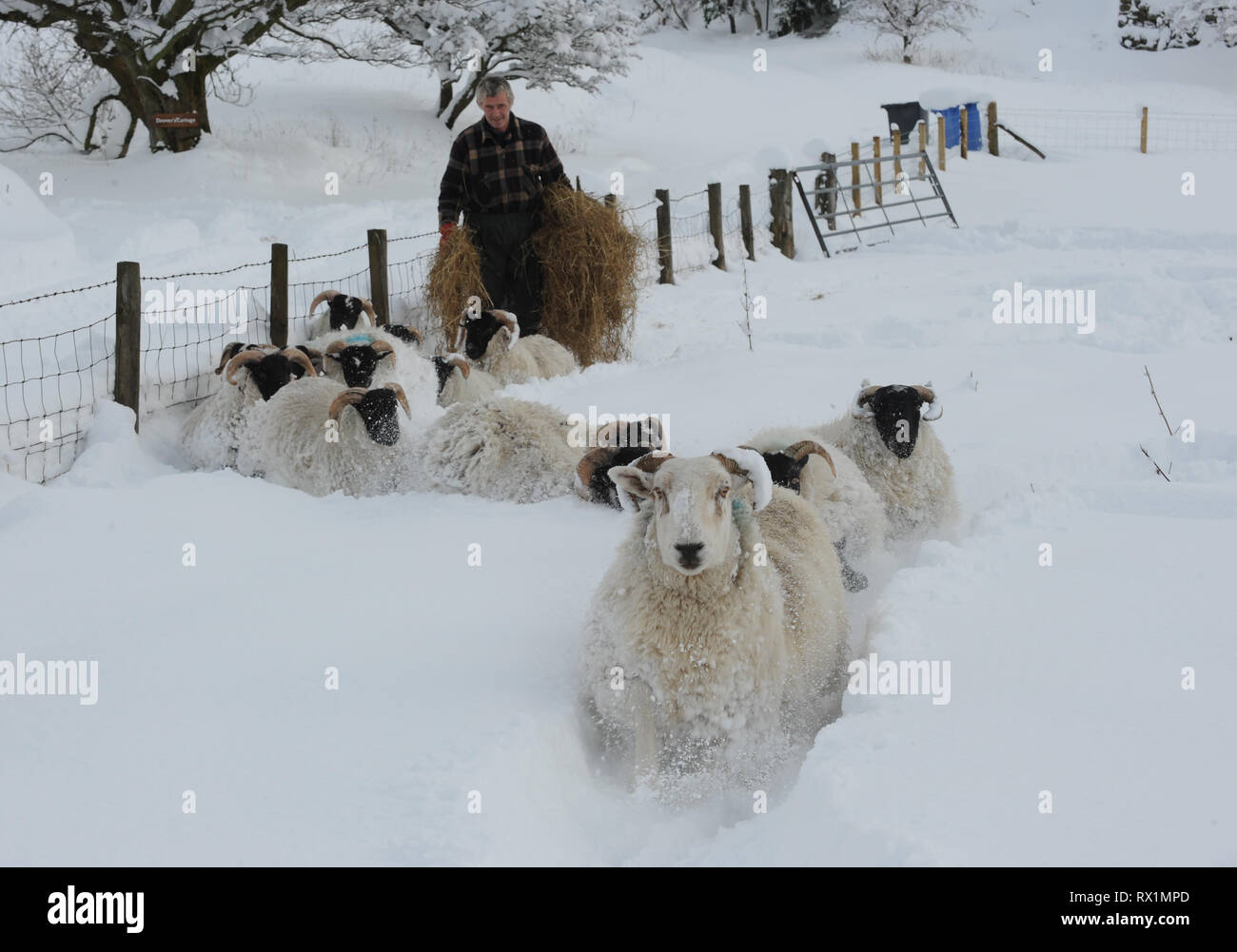 Ein Landwirt ernährt seine Schafe auf einem Bauernhof in West Lothian, Schottland. Stockfoto