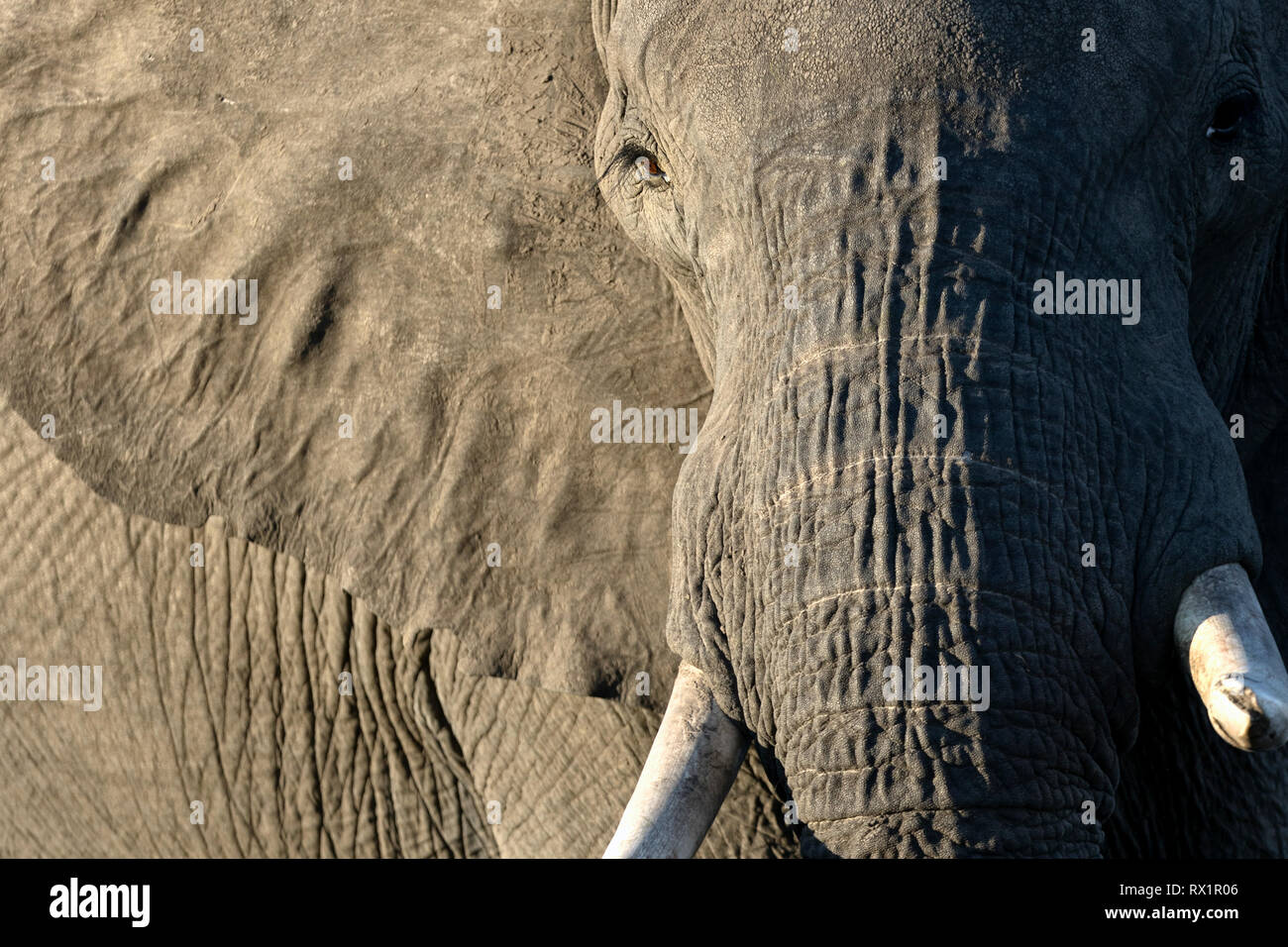 Die Nahaufnahme Details eines Stiers Elefanten im Chobe National Park in Botswana. Stockfoto