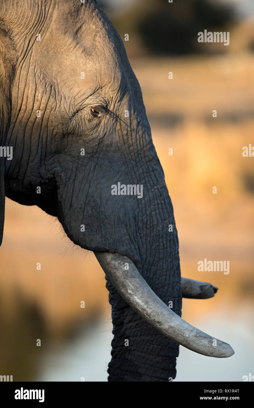 Die Nahaufnahme Details eines Stiers Elefanten im Chobe National Park in Botswana. Stockfoto