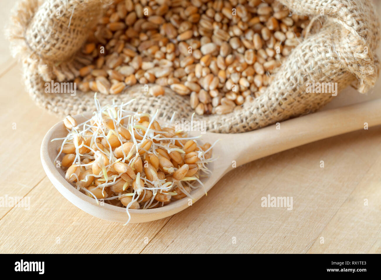 Holzlöffel der gekeimten Weizen Samen und Sack von Körnern, Ernährung und gesundes Essen. Stockfoto