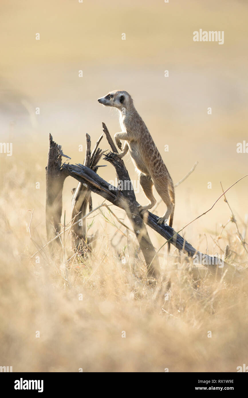 Erdmännchen in der Makgadikgadi Pans von Botsuana. Stockfoto