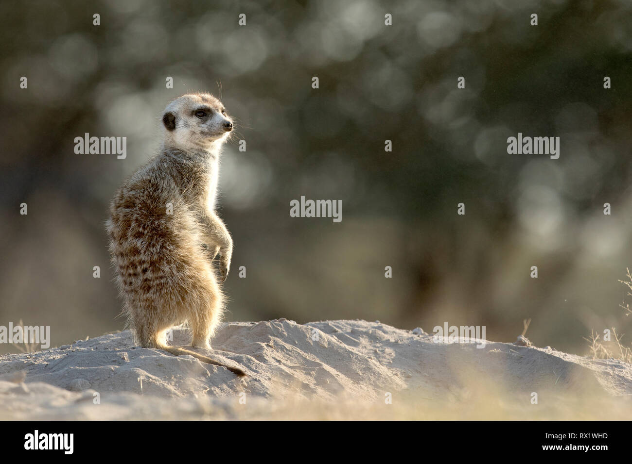 Erdmännchen in der Makgadikgadi Pans von Botsuana. Stockfoto