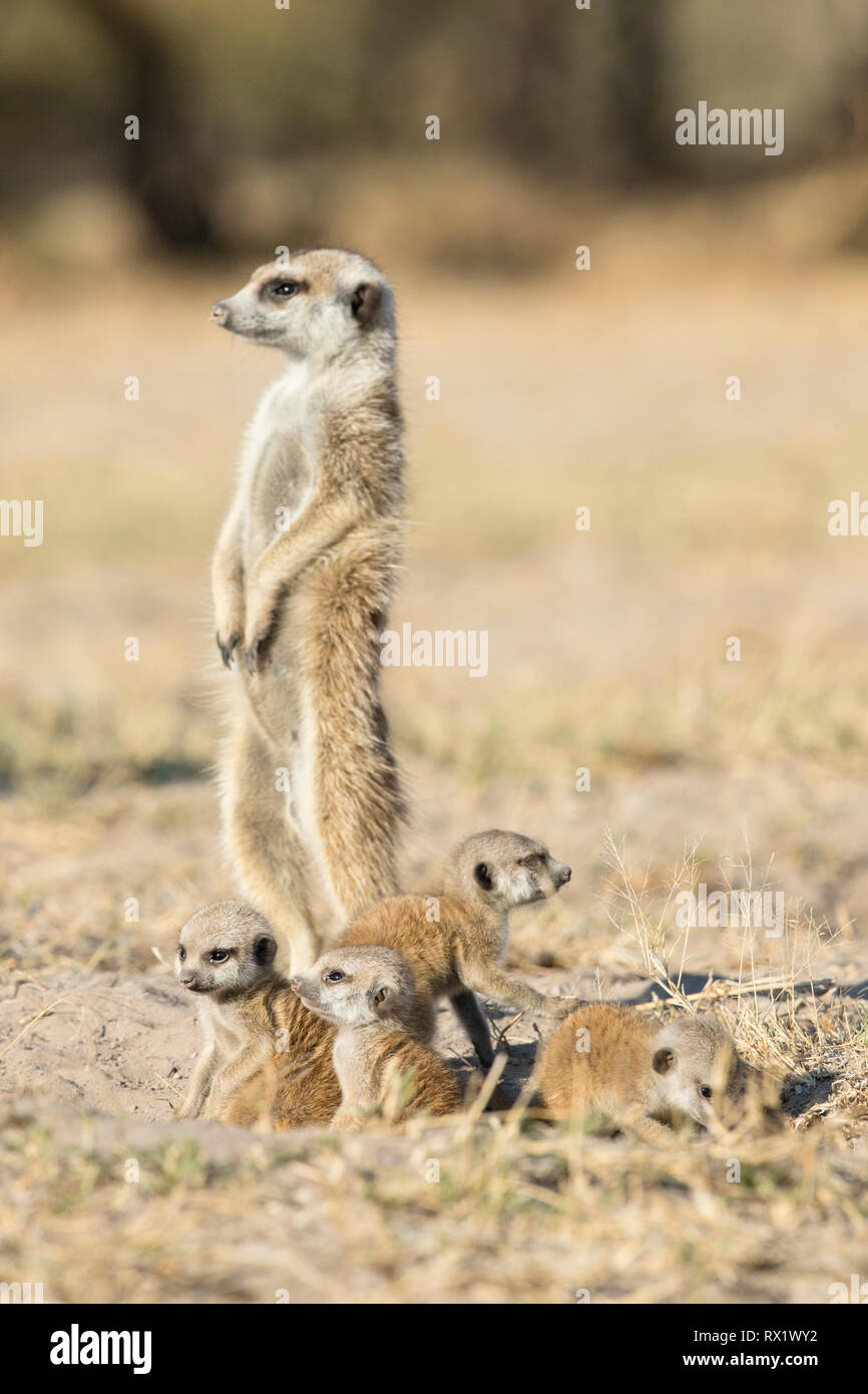 Erdmännchen in der Makgadikgadi Pans von Botsuana. Stockfoto