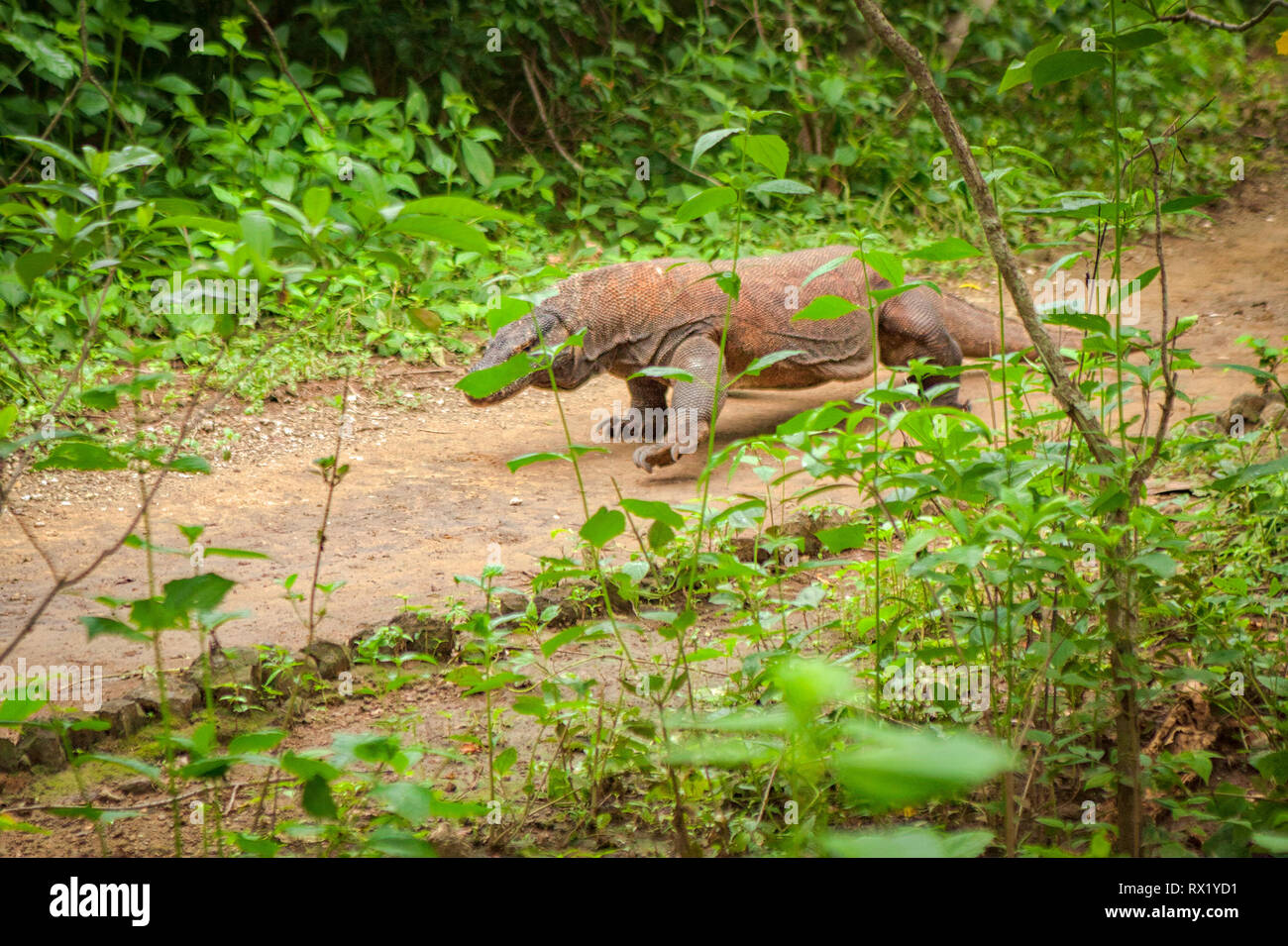 Der Komodo Drachen, auch als die Komodo Monitor genannt, ist eine Pflanzenart aus der Gattung der Eidechse in der Indonesischen Inseln Komodo und Rinca gefunden. Sie sind gefährlich. Stockfoto