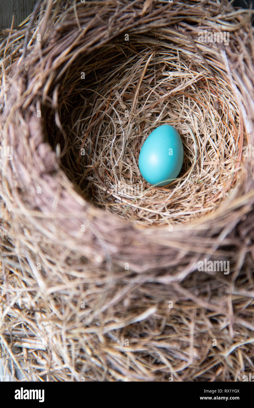 Single robin Egg eingebettet in Nest Stockfoto