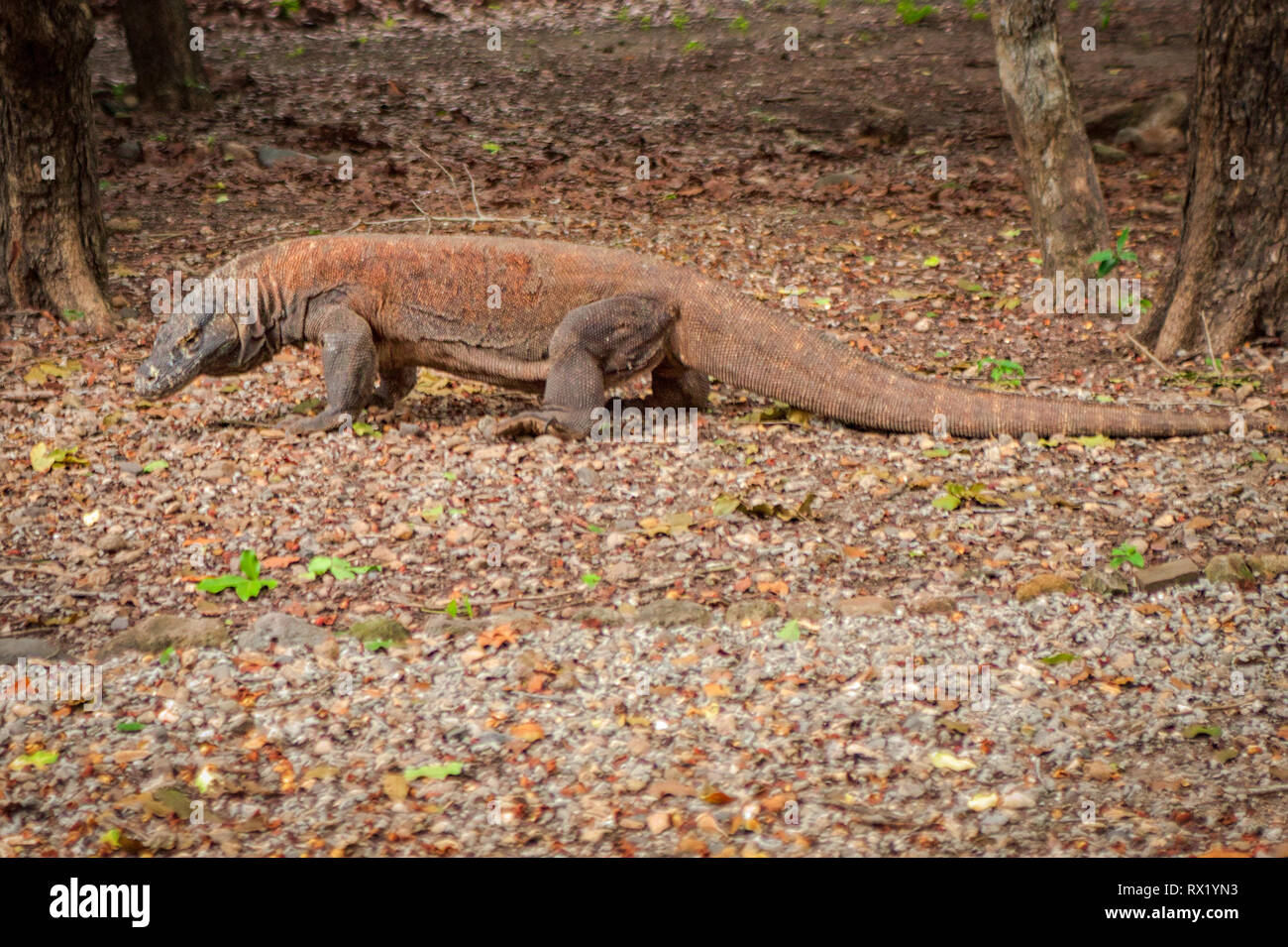 Der Komodo Drachen, auch als die Komodo Monitor genannt, ist eine Pflanzenart aus der Gattung der Eidechse in der Indonesischen Inseln Komodo und Rinca gefunden. Sie sind gefährlich. Stockfoto