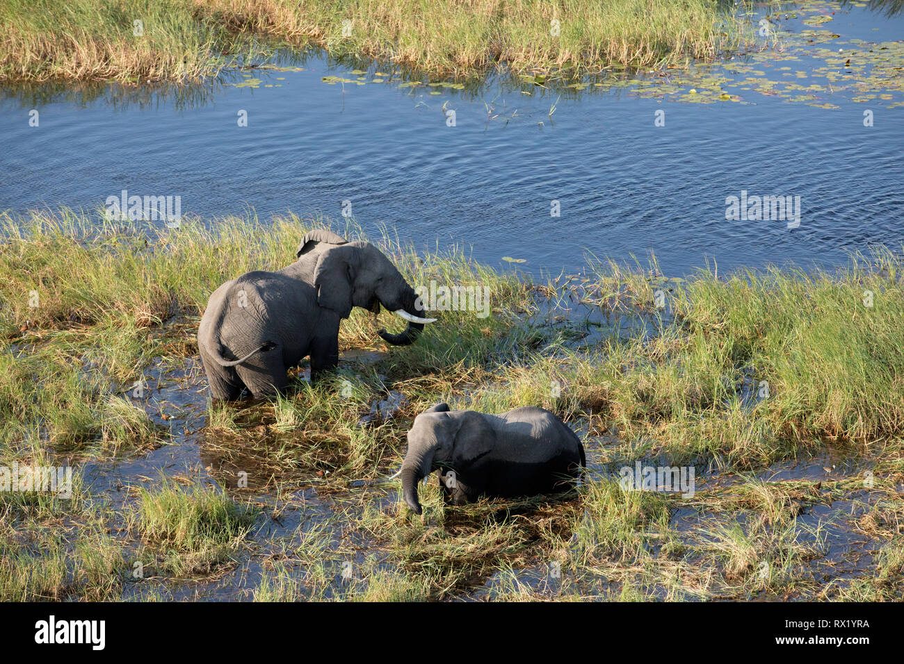 Aus der Luft im Okavango Delta, Botswana Elephant. Stockfoto