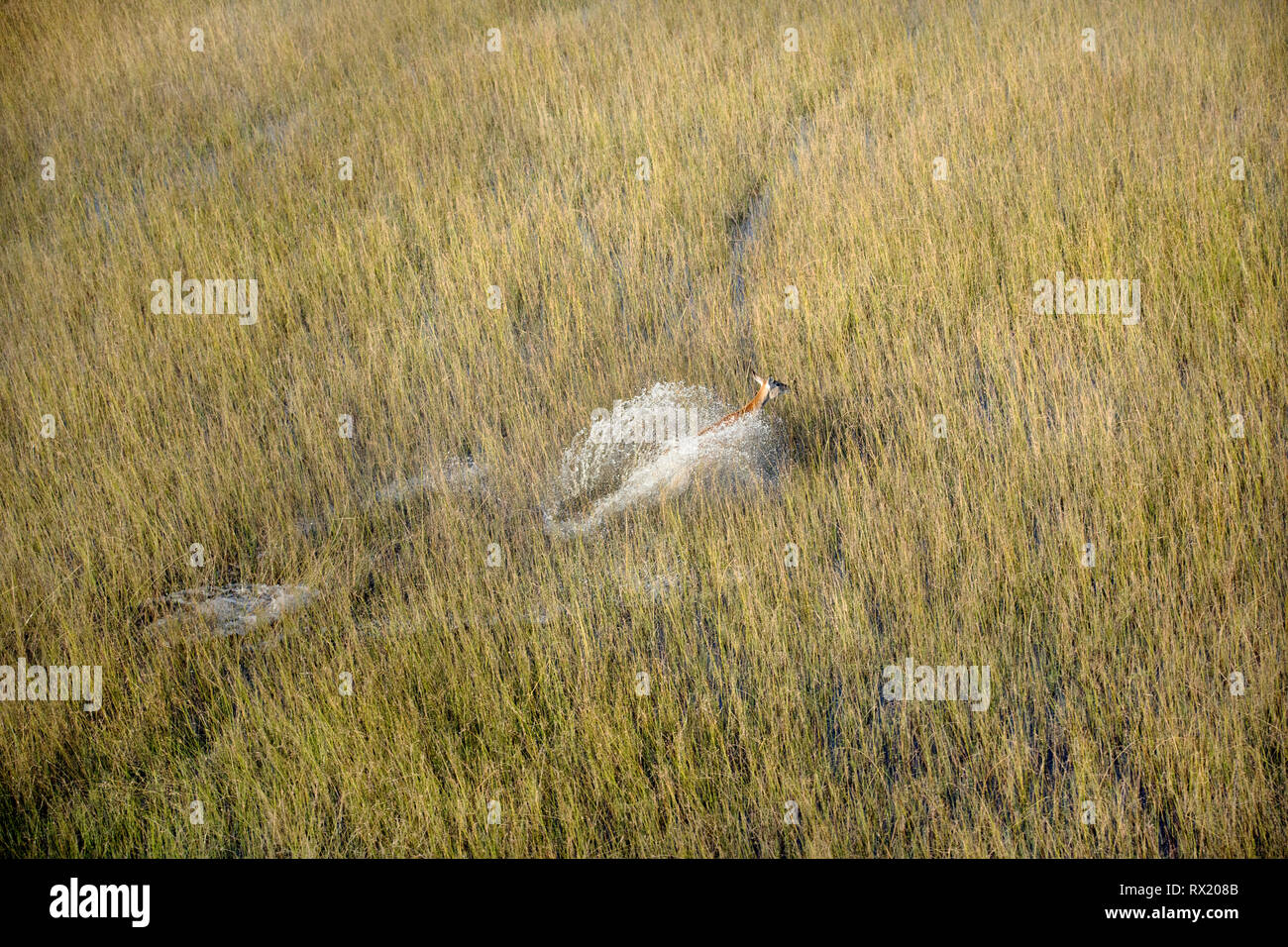 Eine rote Litschi aus der Luft in das Okavango Delta in der Nähe von Leitern Insel, Botswana. Stockfoto