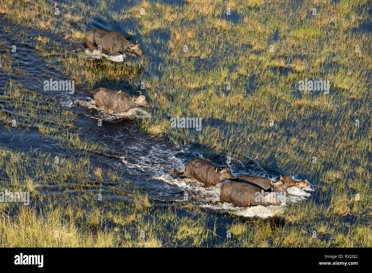 Eine Herde Büffel durch das Wasser des Okavango Delta läuft Stockfoto