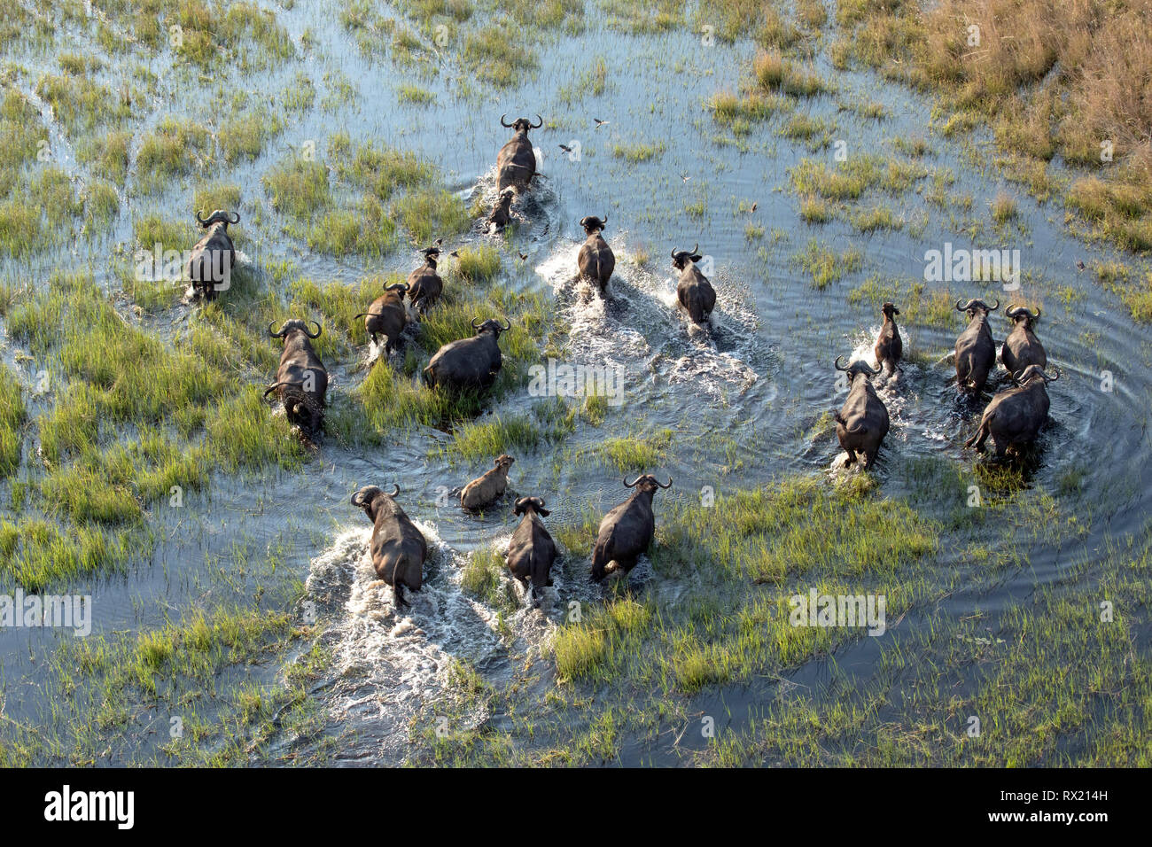 Eine Herde Büffel durch das Wasser des Okavango Delta läuft Stockfoto