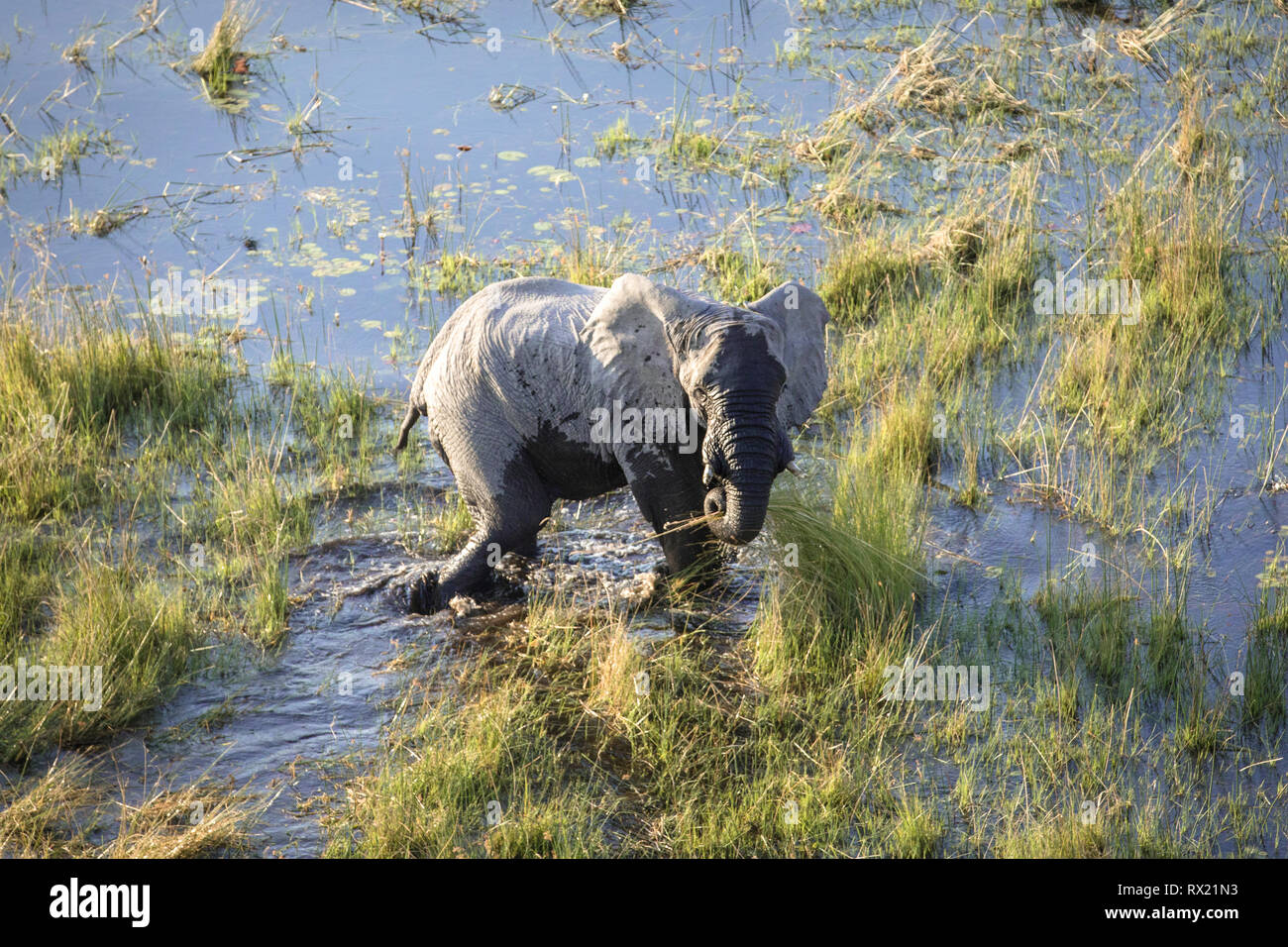 Aus der Luft im Okavango Delta, Botswana Elephant. Stockfoto