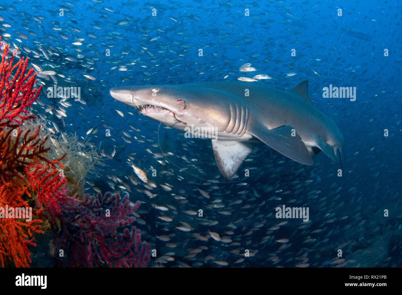 Sand Tiger Shark, Carcharias Taurus, vor der Küste von North Carolina, USA, Atlantik Stockfoto