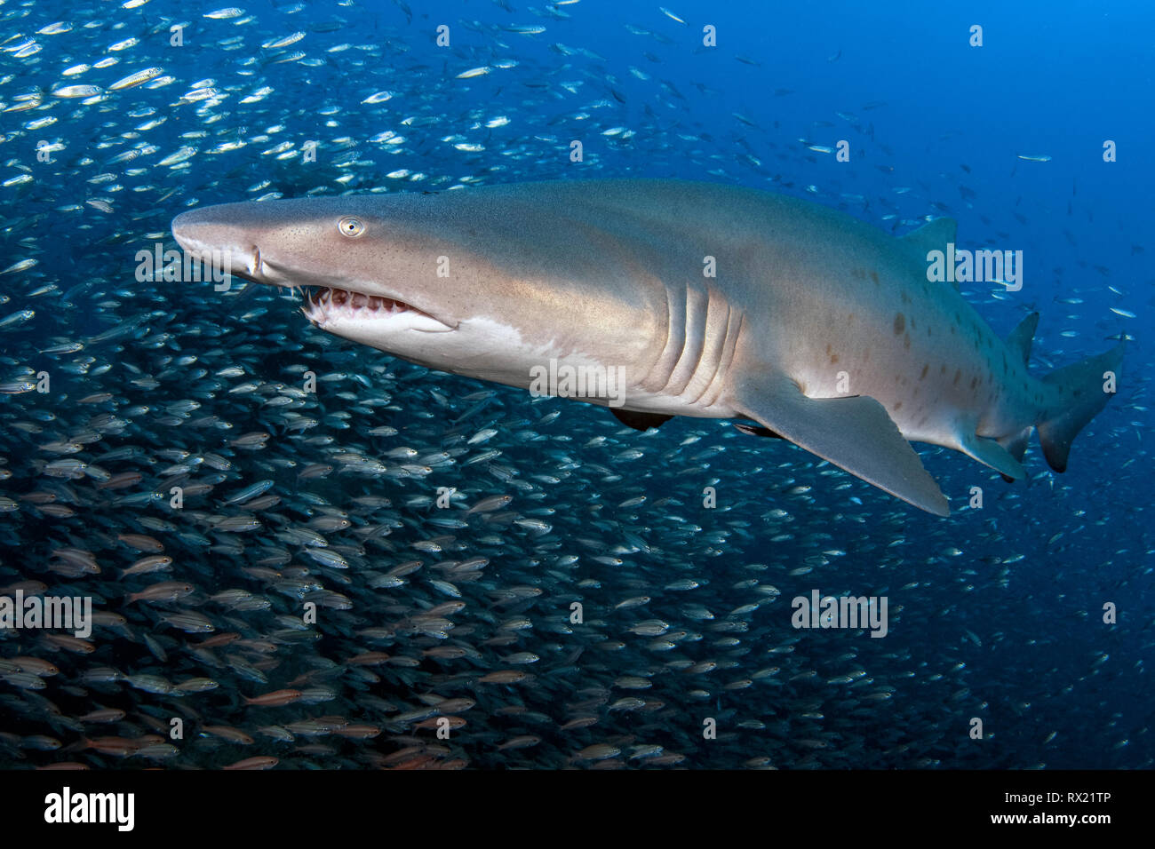 Sand Tiger Shark, Carcharias Taurus, vor der Küste von North Carolina, USA, Atlantik Stockfoto