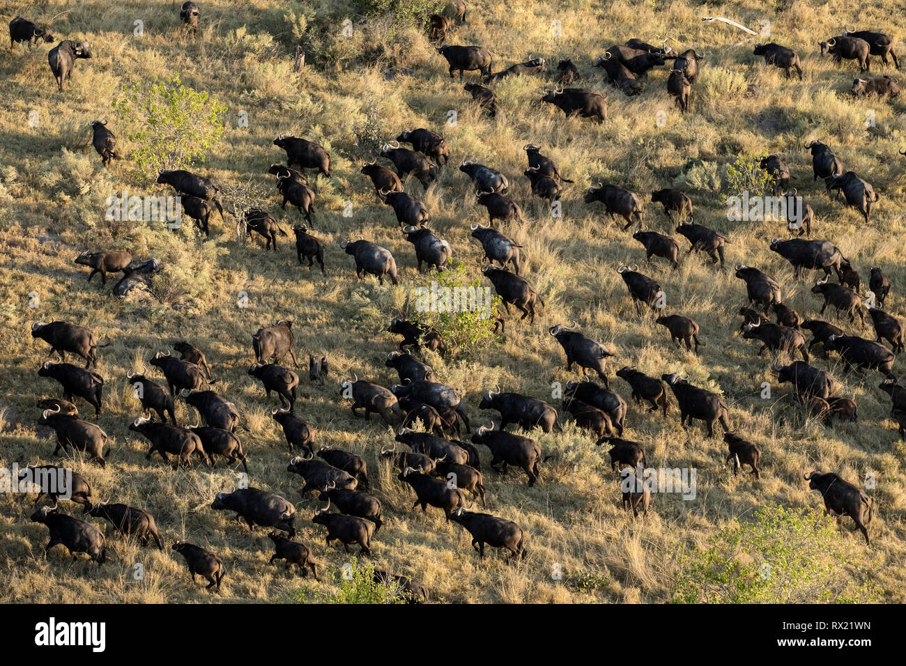 Eine Herde Büffel aus der Luft im Okavango Delta, Botswana. Stockfoto