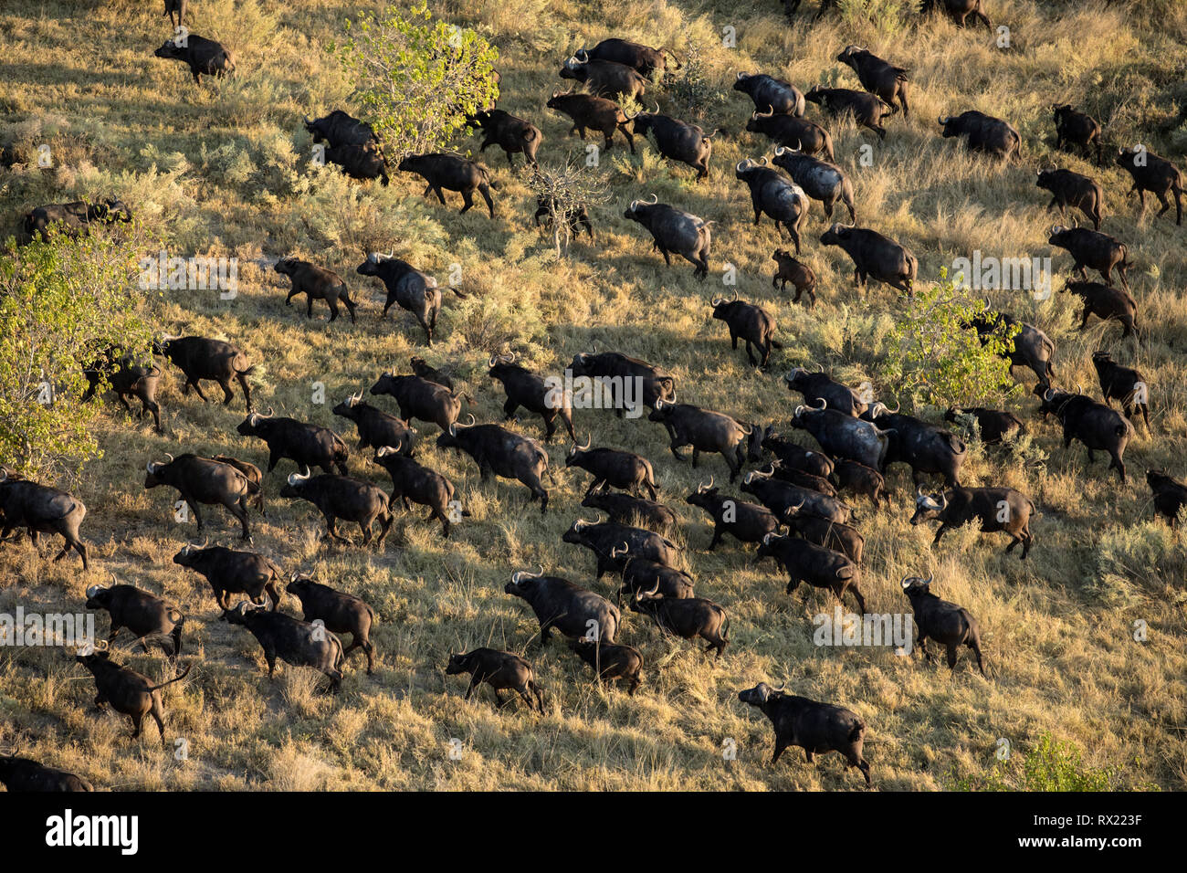 Eine Herde Büffel aus der Luft im Okavango Delta, Botswana. Stockfoto