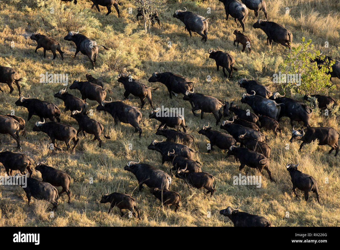 Eine Herde Büffel aus der Luft im Okavango Delta, Botswana. Stockfoto