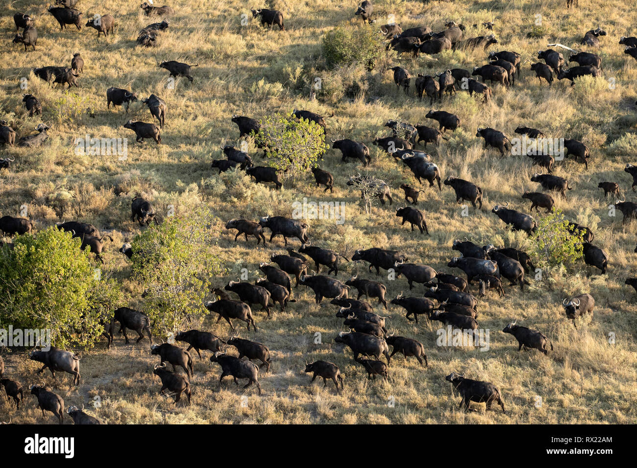 Eine Herde Büffel aus der Luft im Okavango Delta, Botswana. Stockfoto